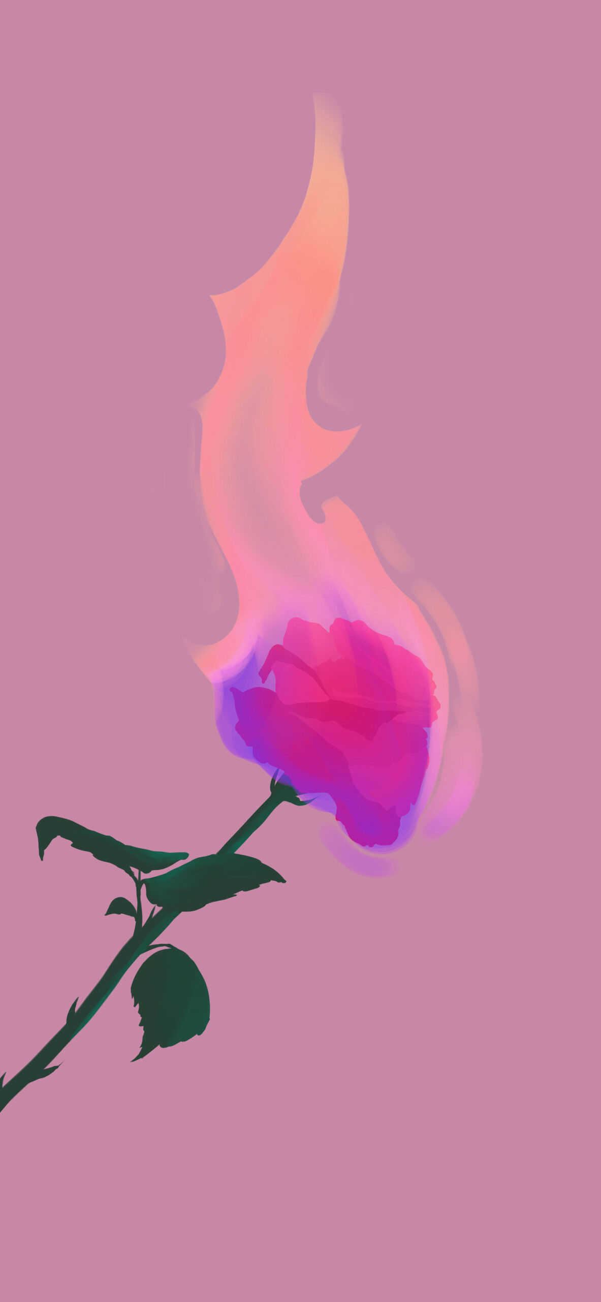 Rose on Fire Pink Wallpaper