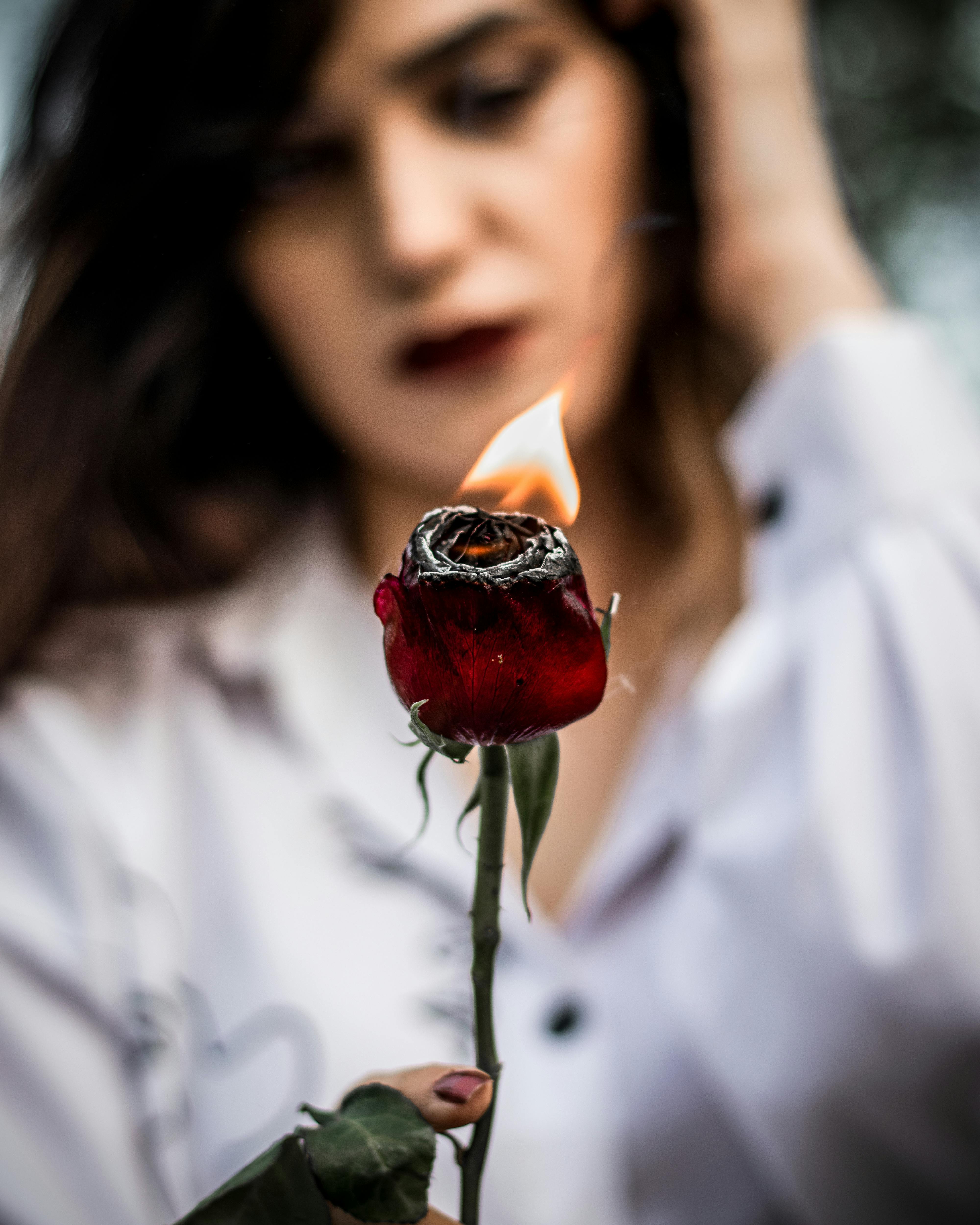 Rose Fire Photo, Download The BEST