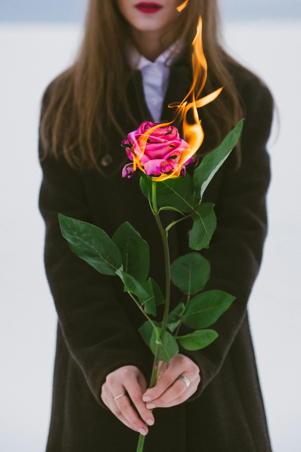 Fire Rose Picture. Download
