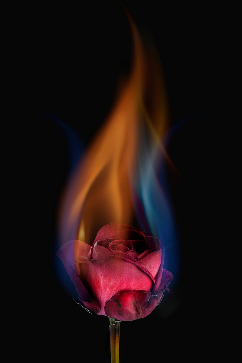 Burning Rose Image. Free Photo, PNG