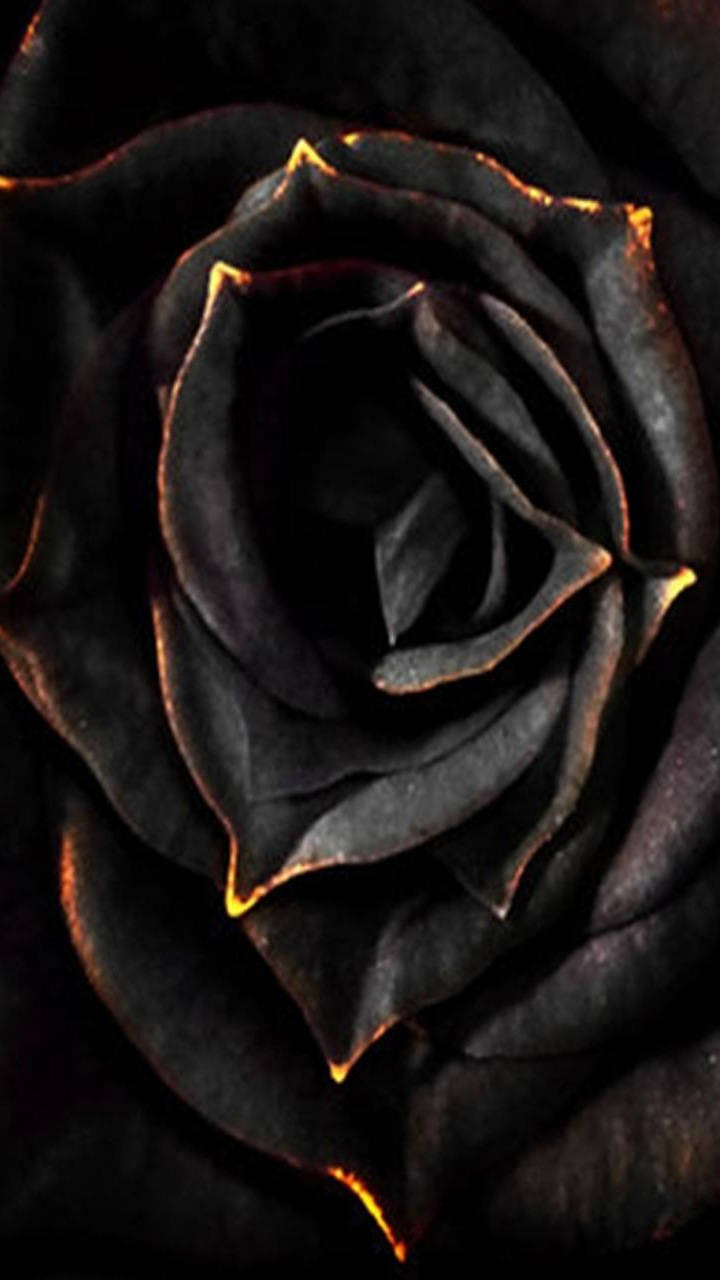 Download free Black Aesthetic Rose