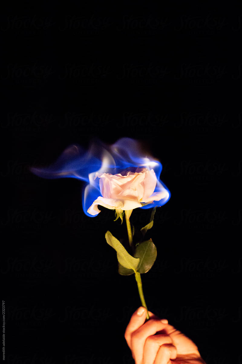 Burning Rose Blue Flame