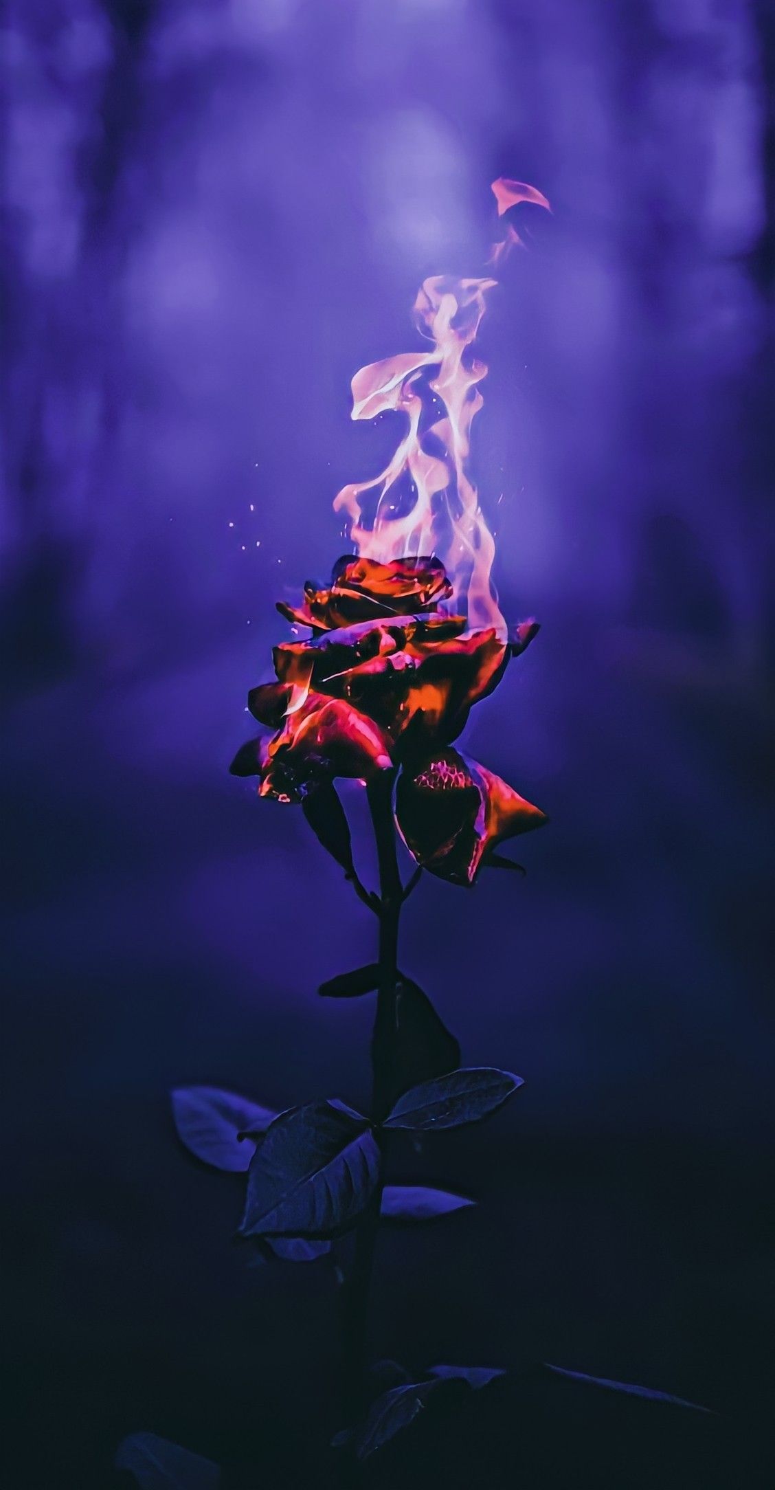 Rose in Purple