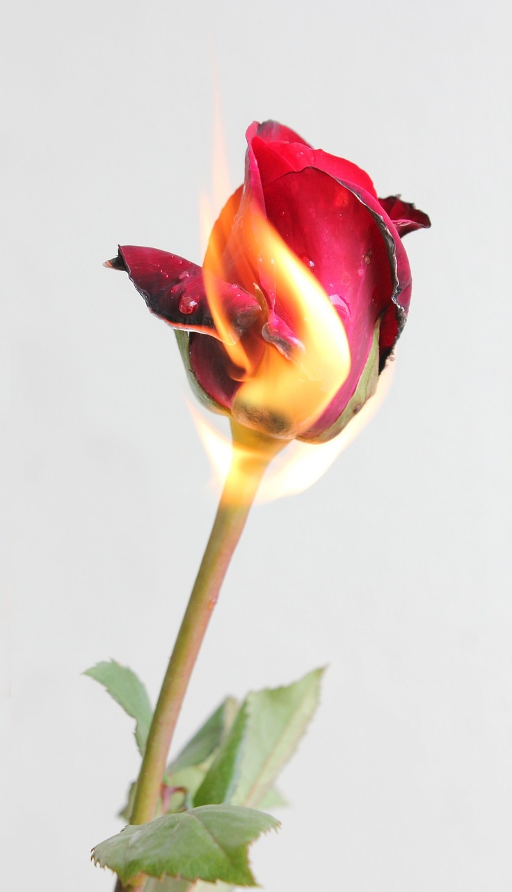 Fire Rose Red photo