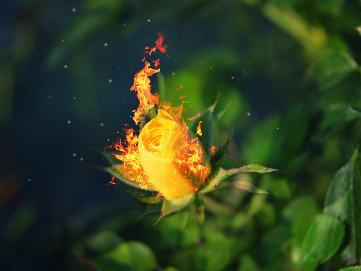 Download wallpaper leaves, fire, rose