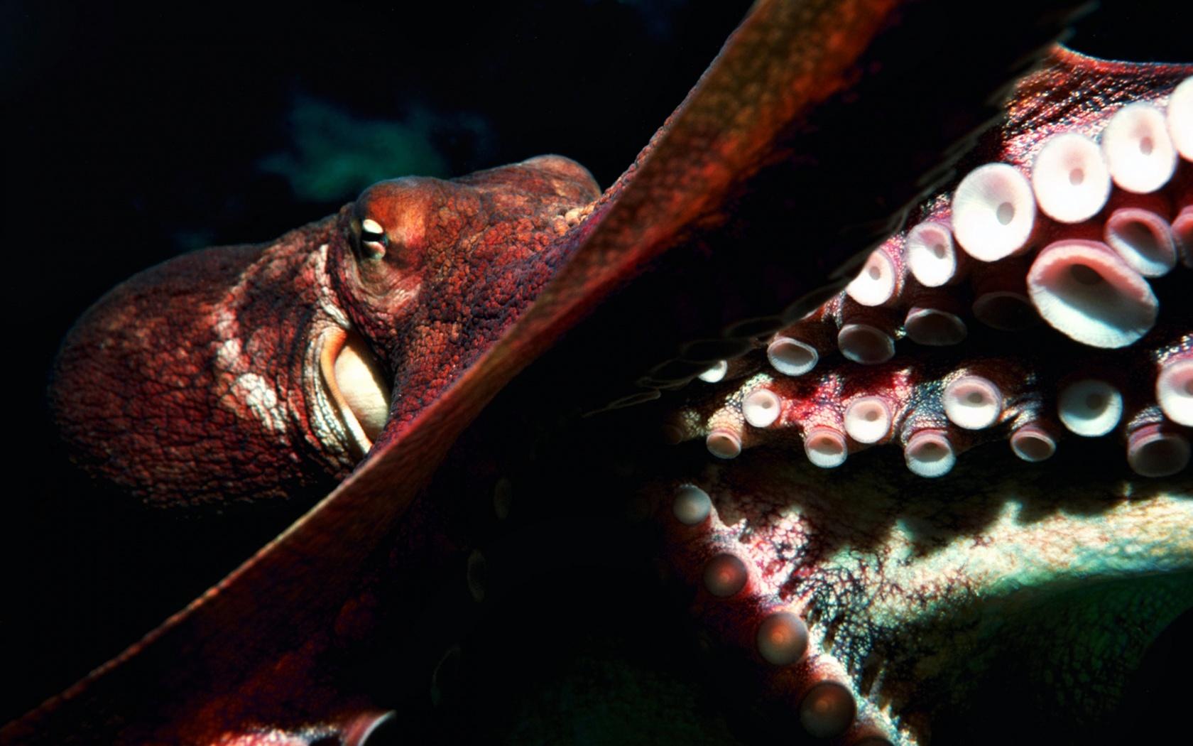 mild blogs: octopus wallpaper