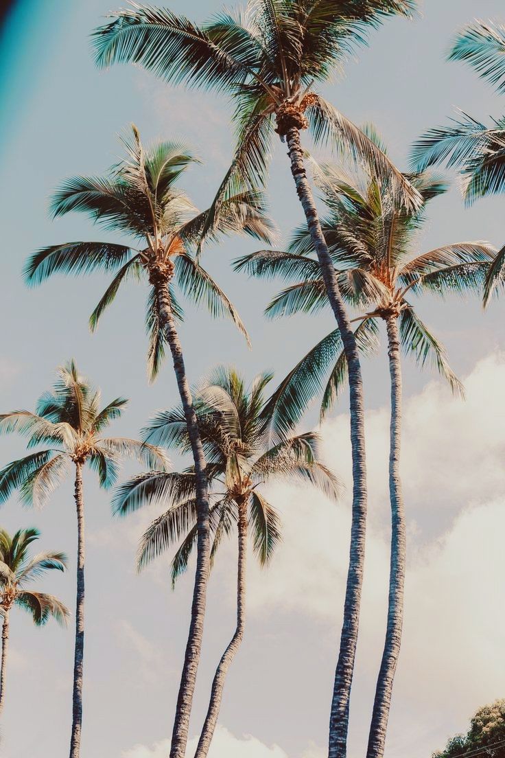 Tropical Paradise Wallpaper