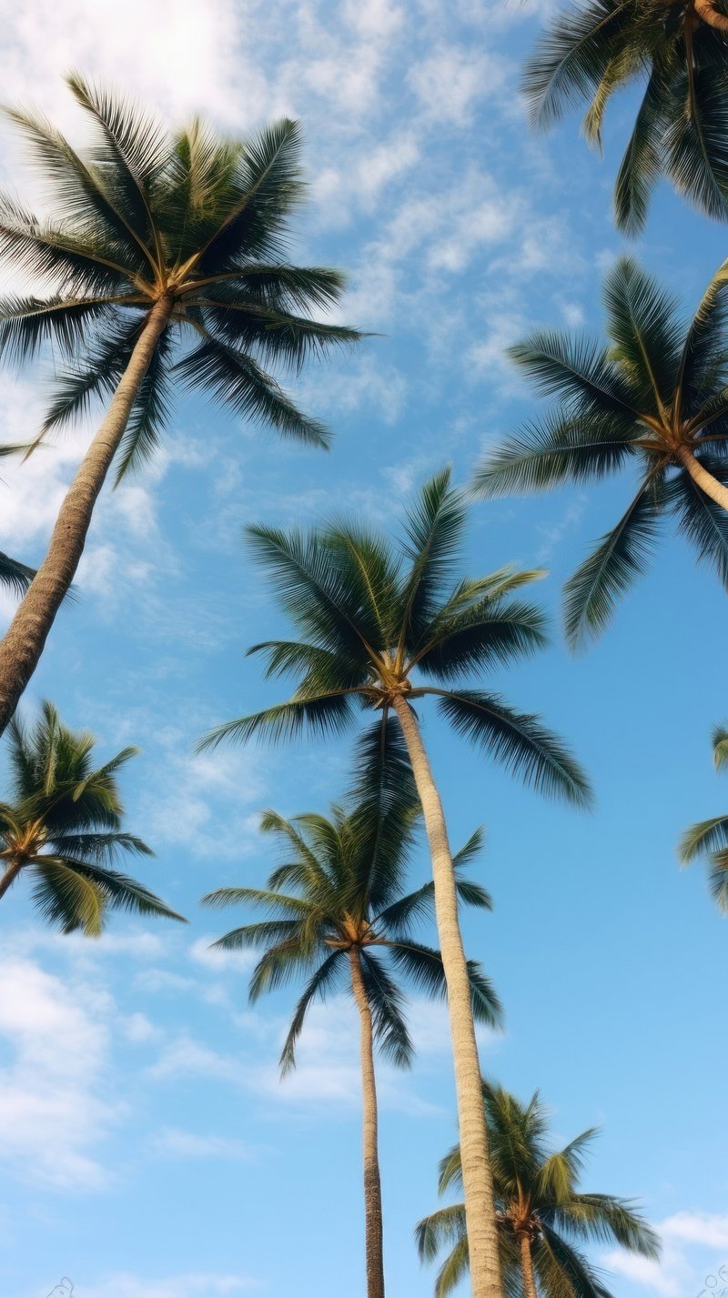 mobile wallpaper background, palm