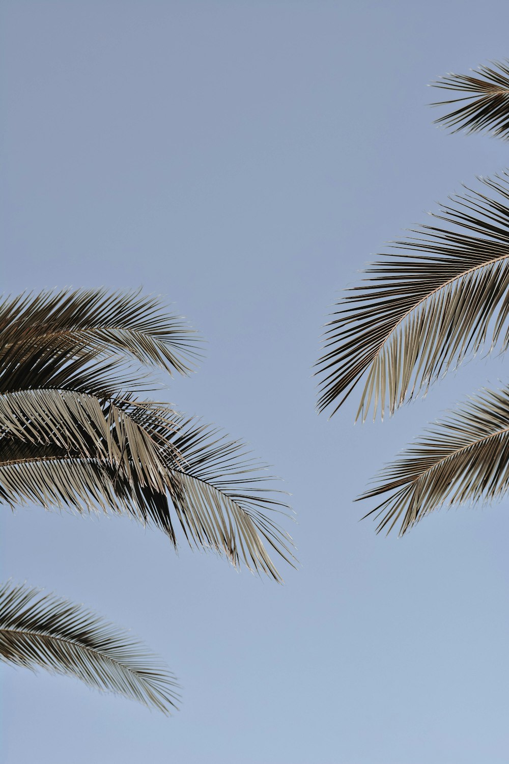A palm tree with a blue sky in