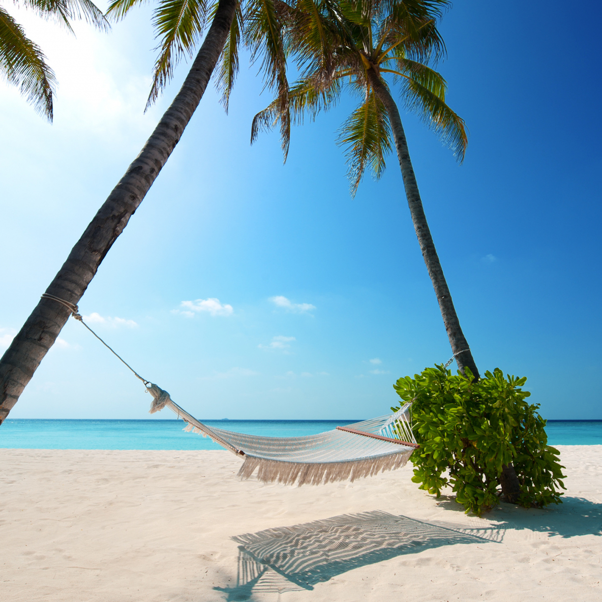 beach, holiday, summer, palm trees