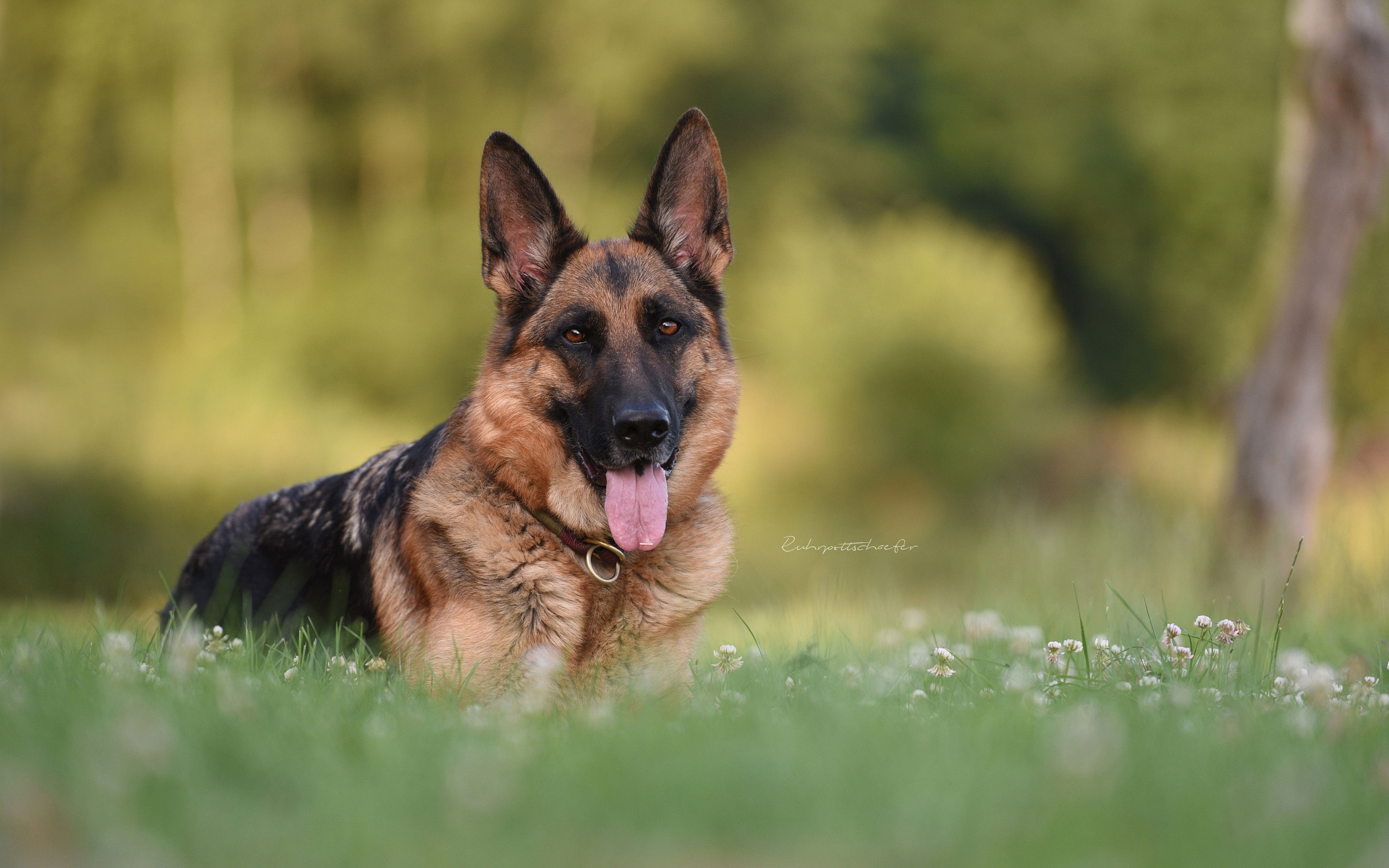 Download Animal German Shepherd 4k