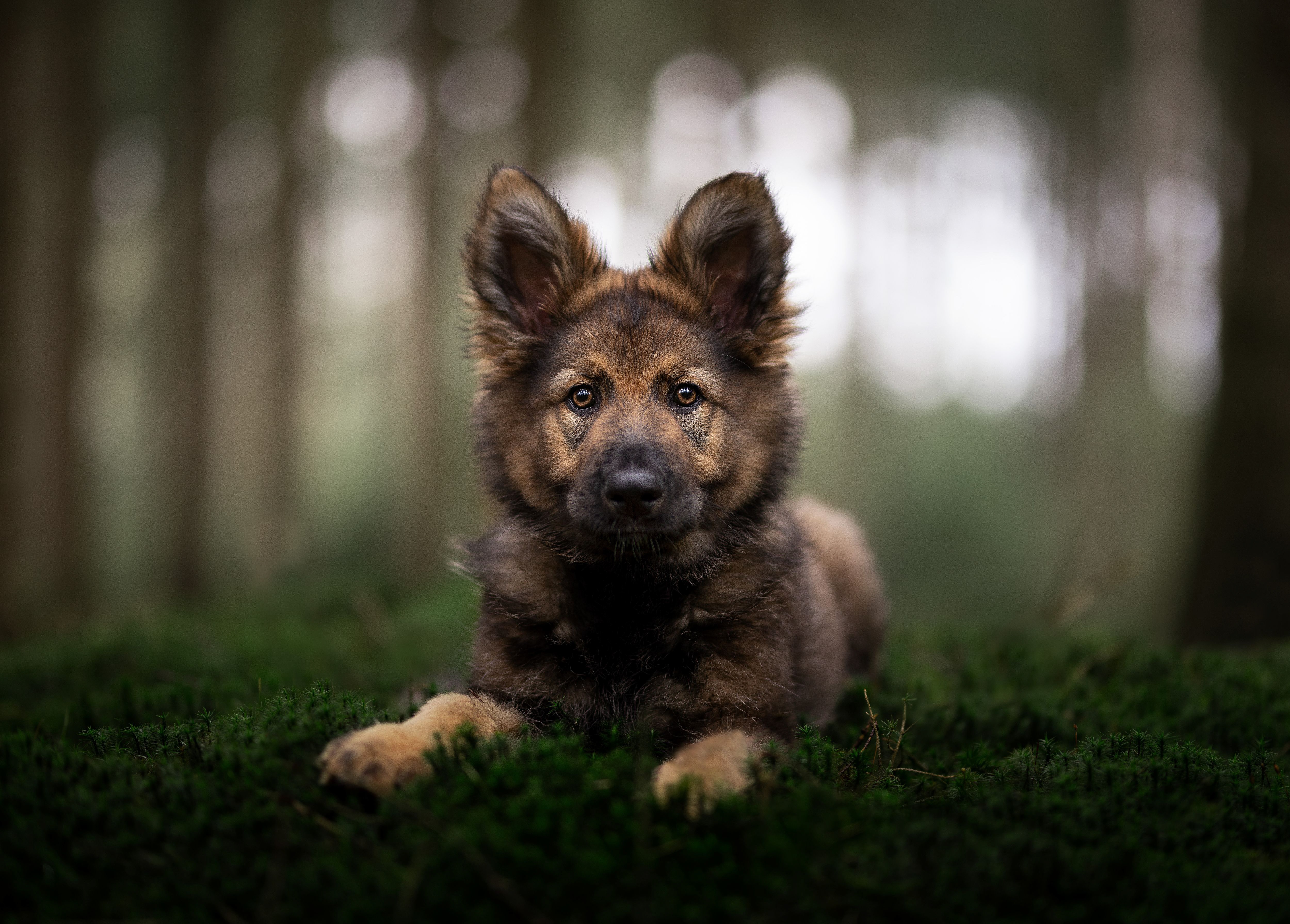 German Shepherd Puppy in 4K Ultra HD