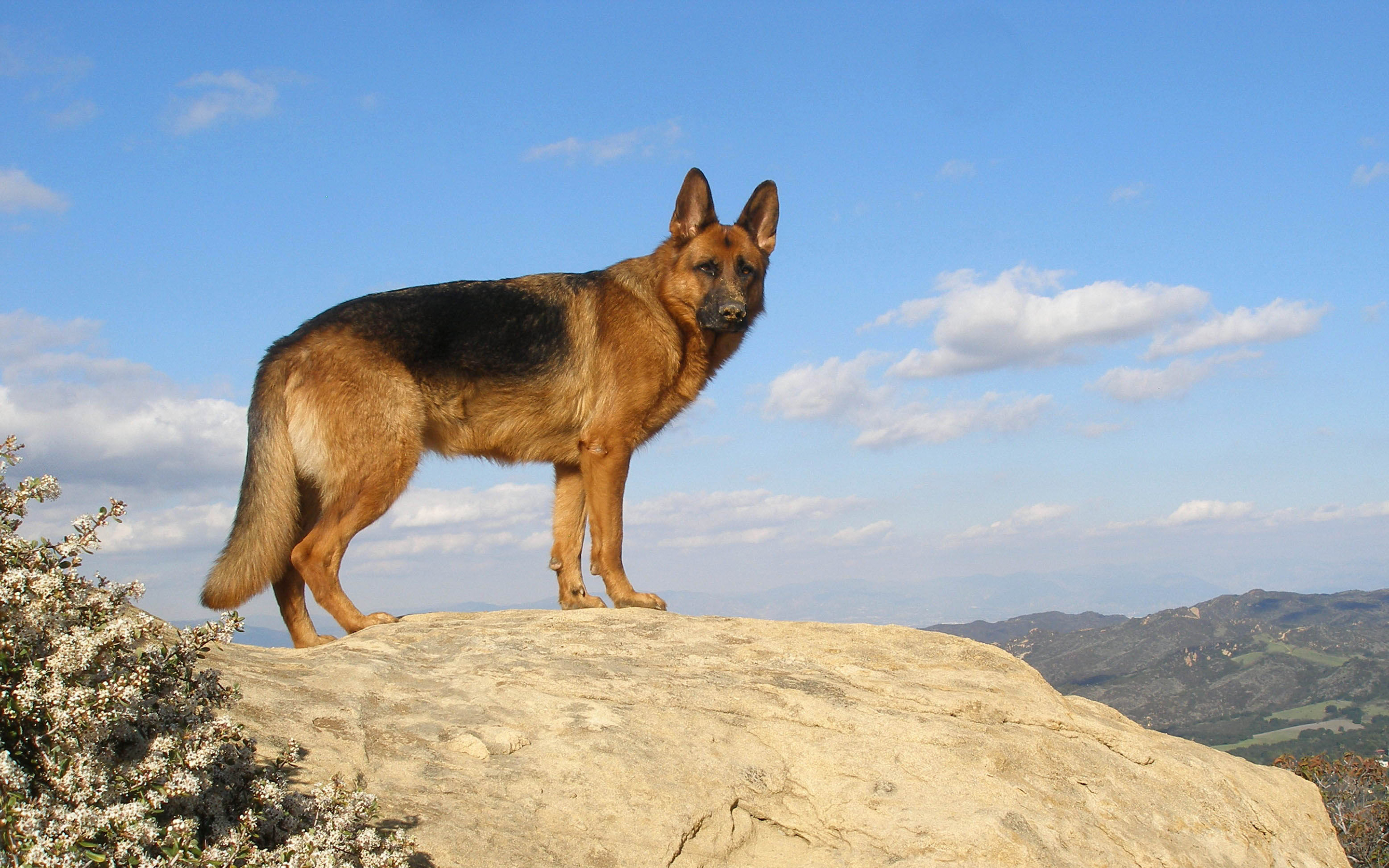 Download German Shepherd wallpaper