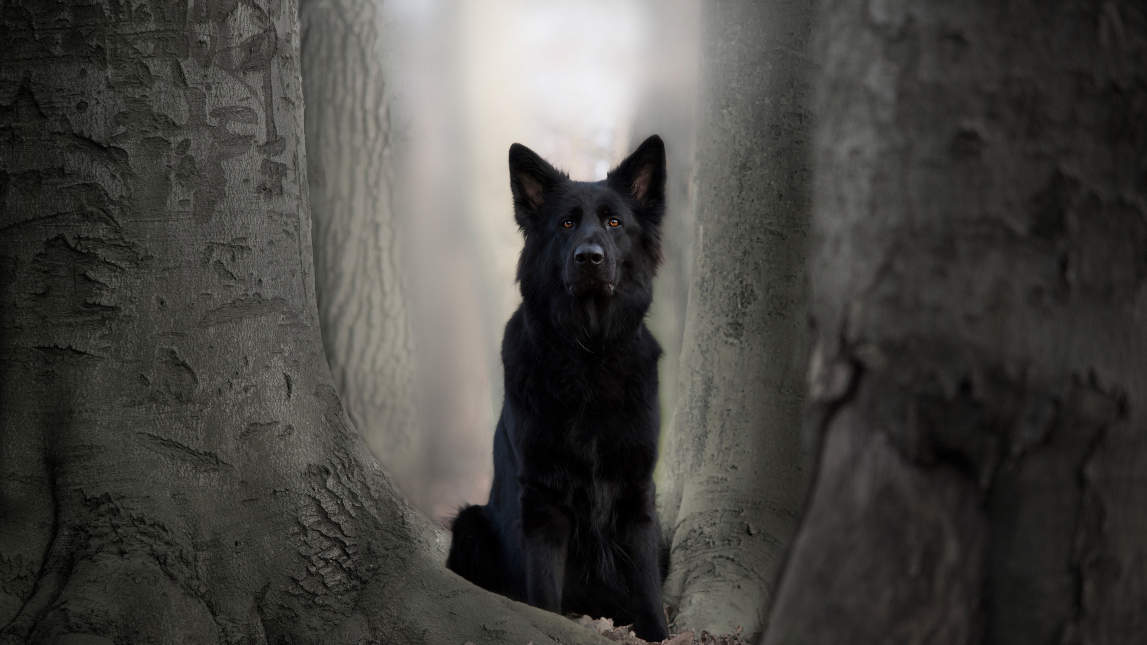 Download wallpaper 3840x2160 black dog