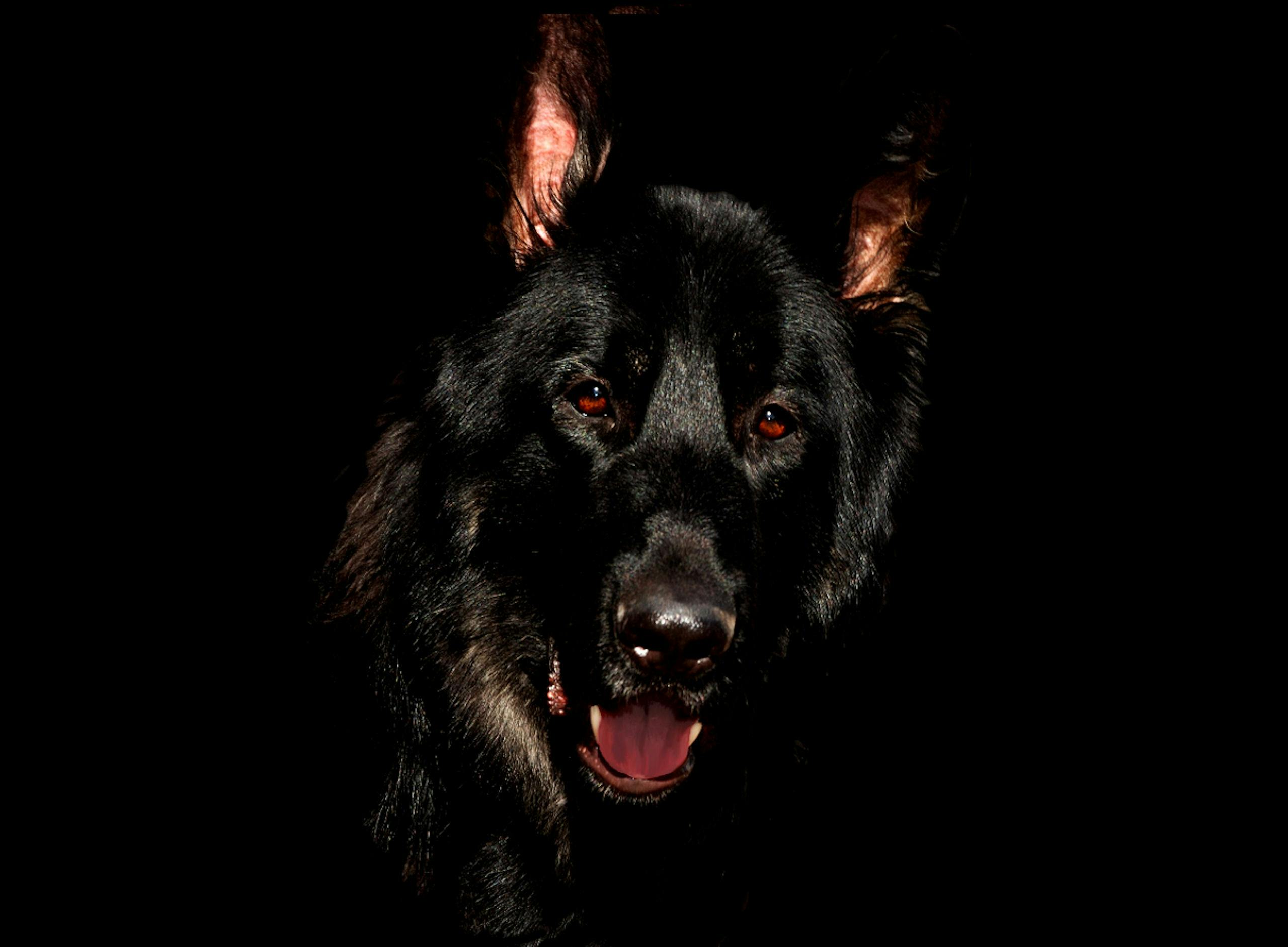 Black German Shepherd · Free