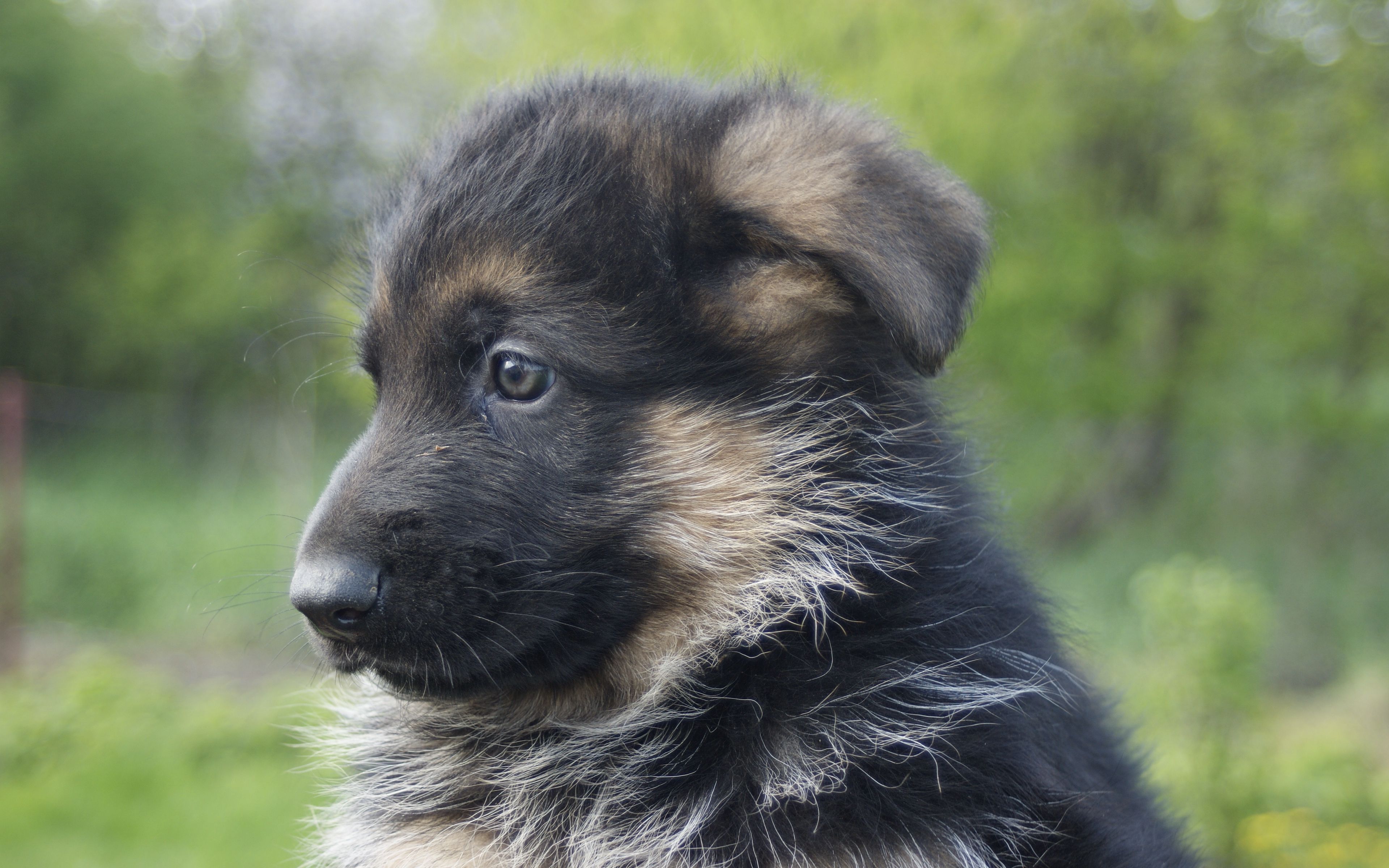 Download wallpaper 3840x2400 german