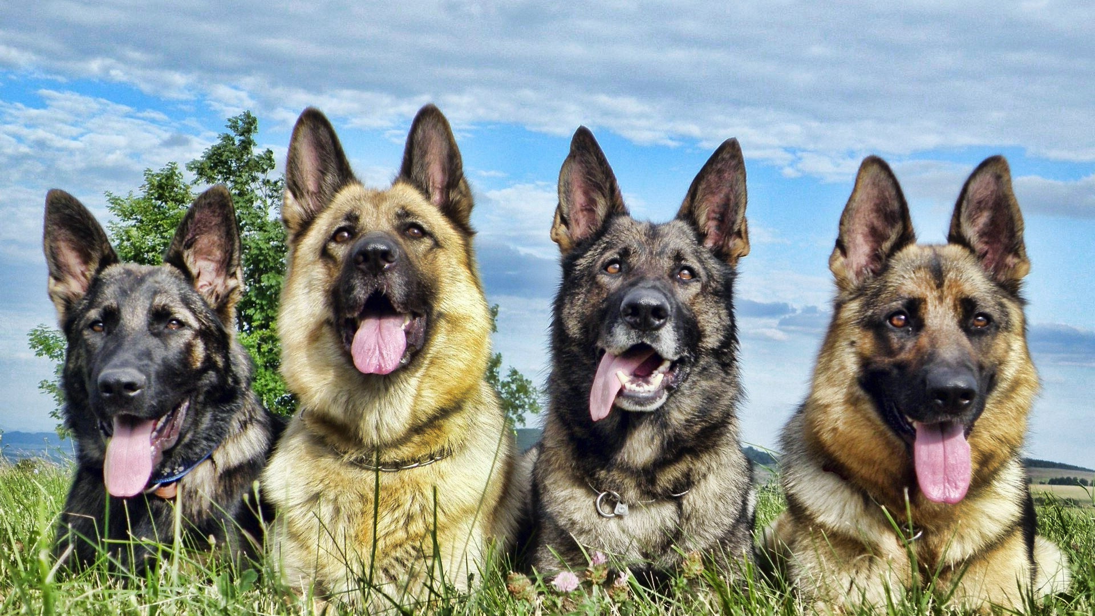 German Shepherd 4 Wallpaper, HD Animals