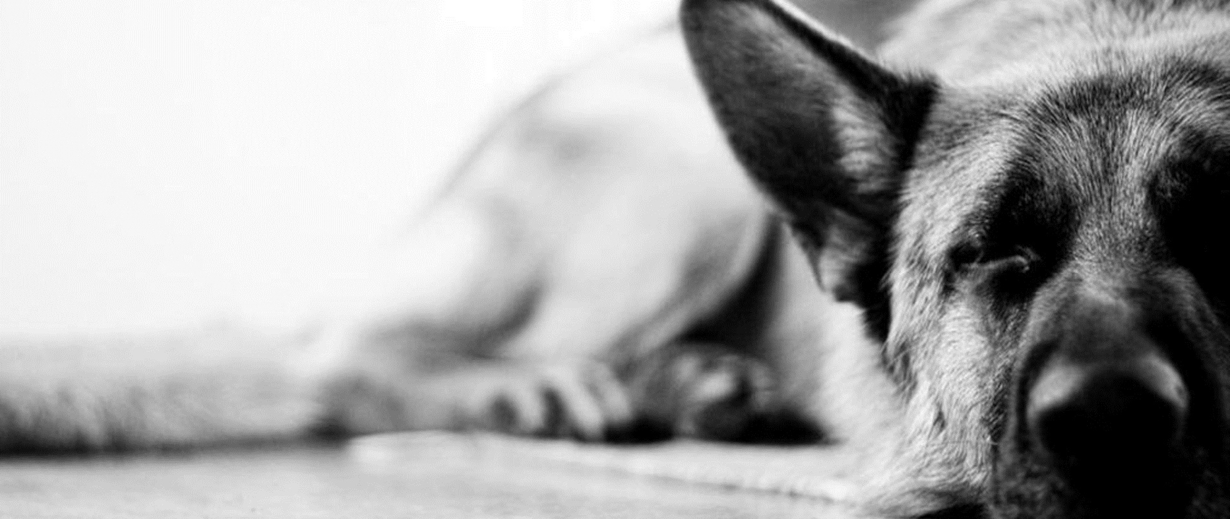 Desktop and Mobiles 4K Ultra HD Wide TV