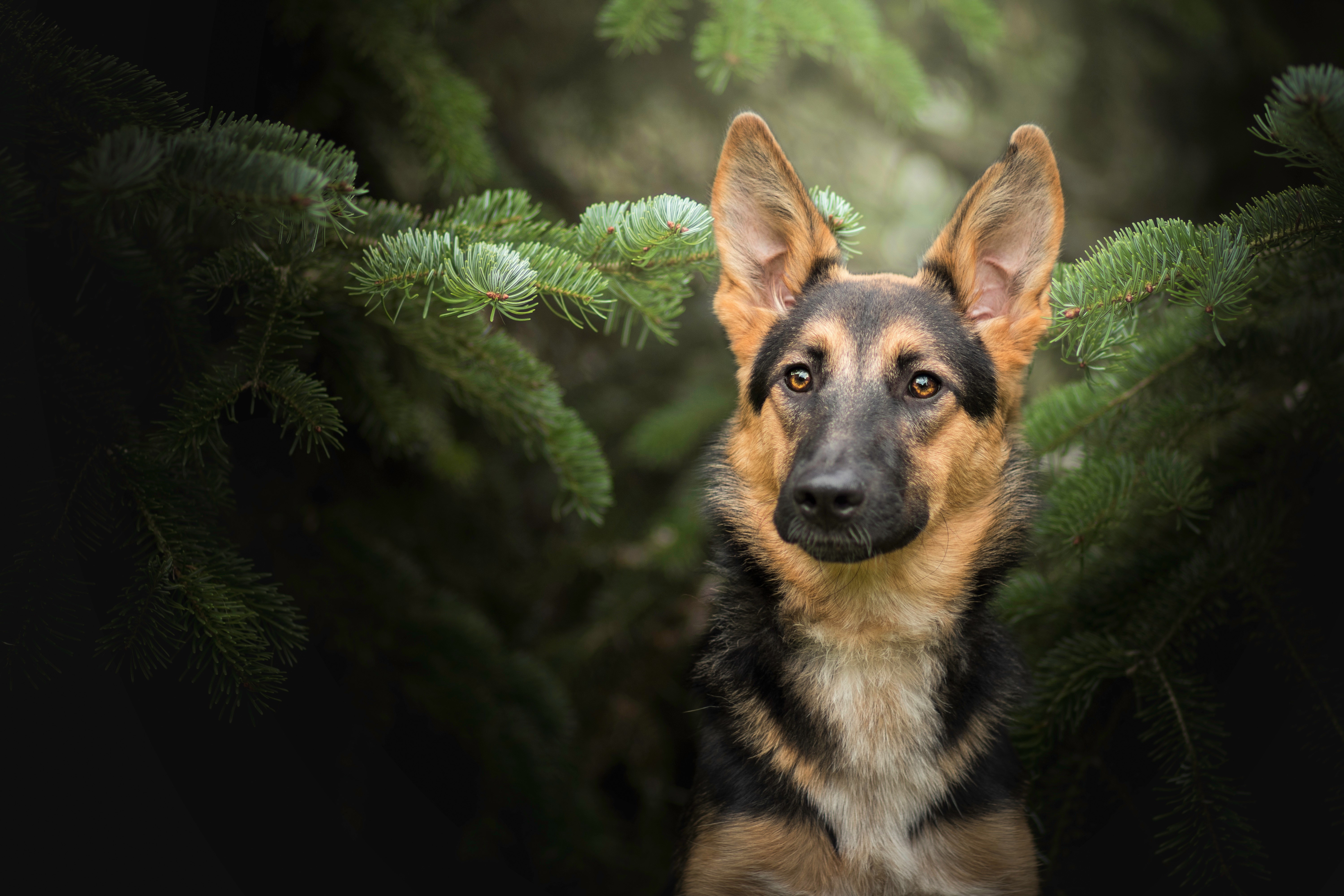 Download Dog Animal German Shepherd 4k