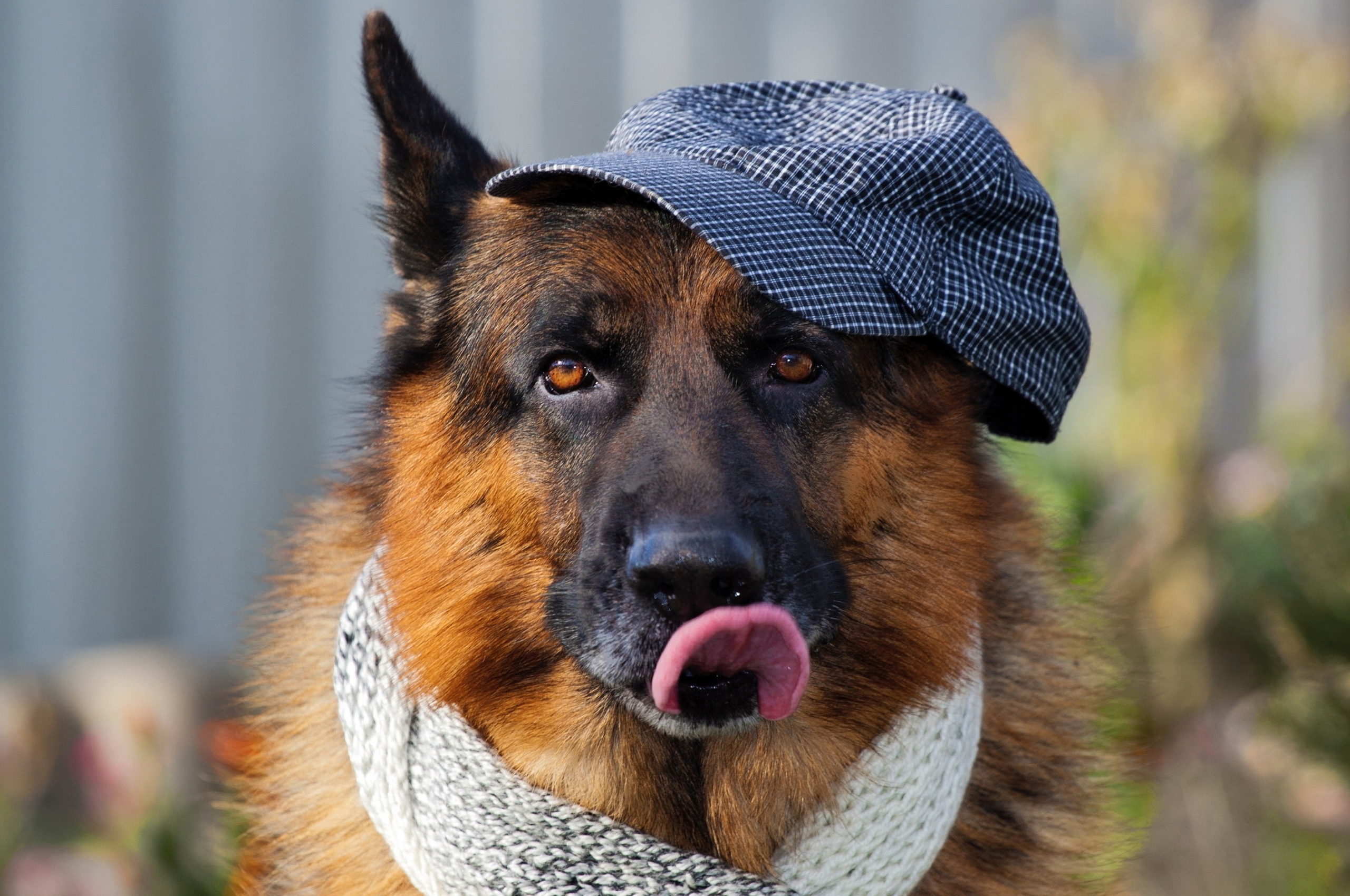 German Shepherd 3 Chromebook