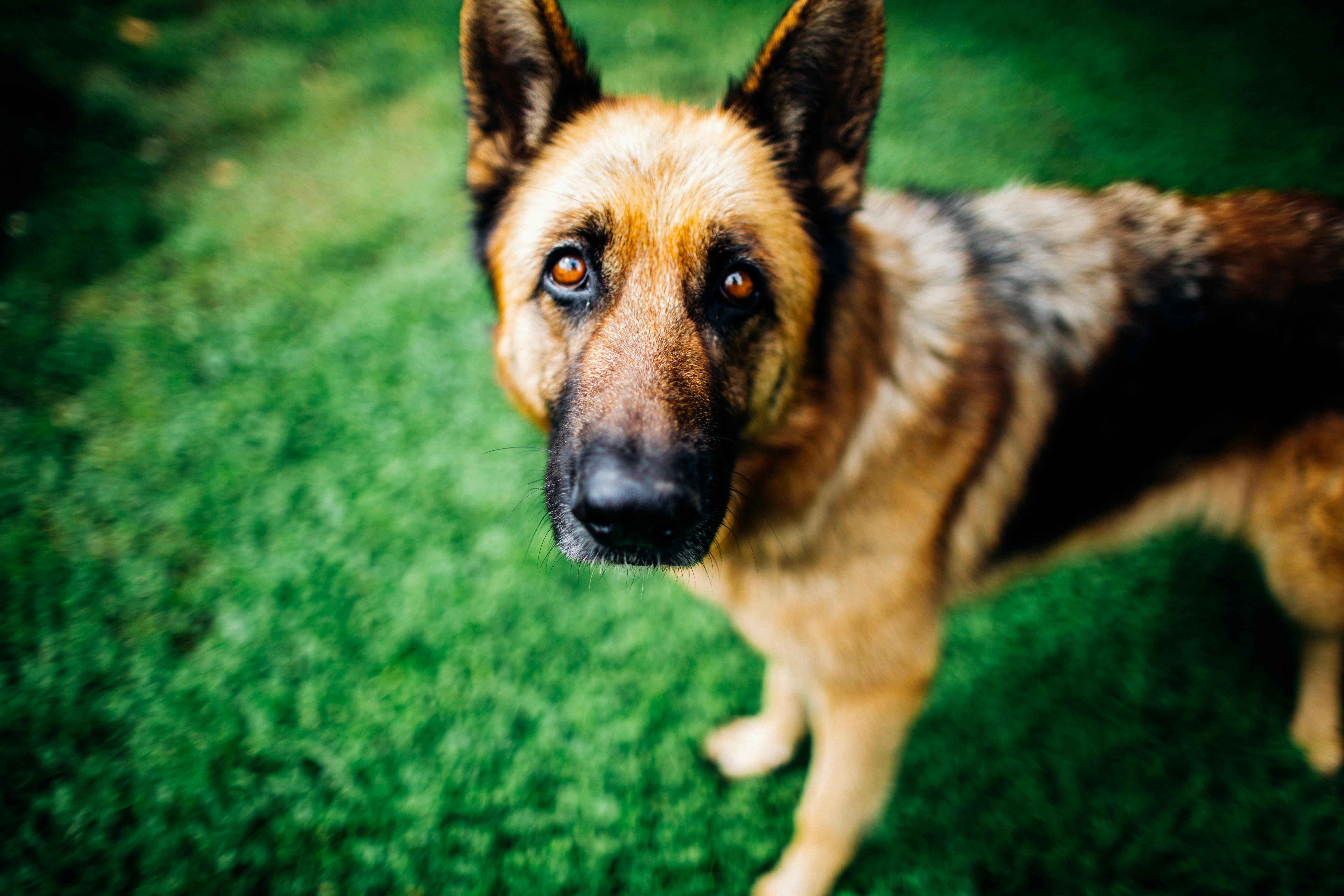 German Shepherd Dog Standing on Green