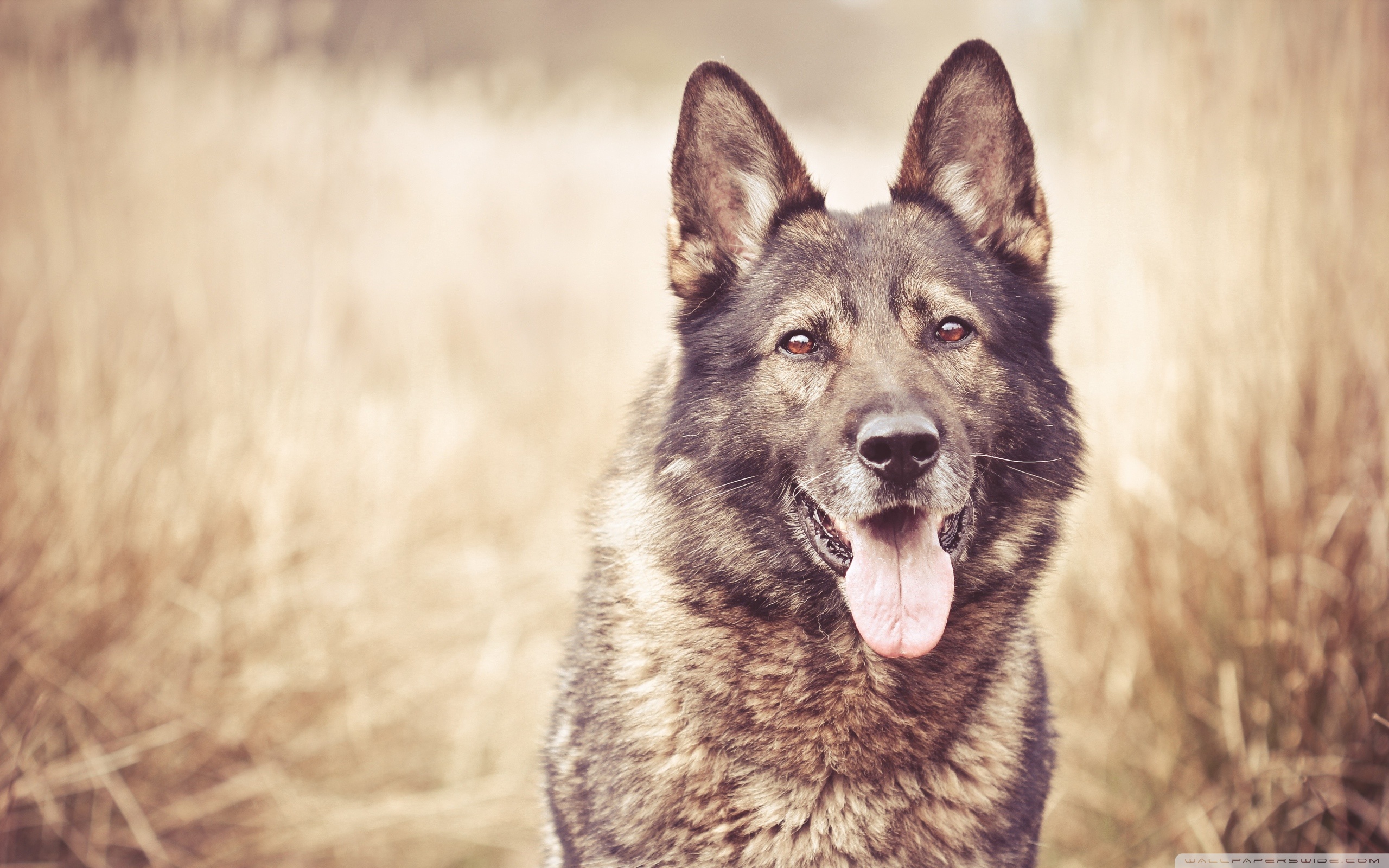German Shepherd Dog Ultra HD Desktop