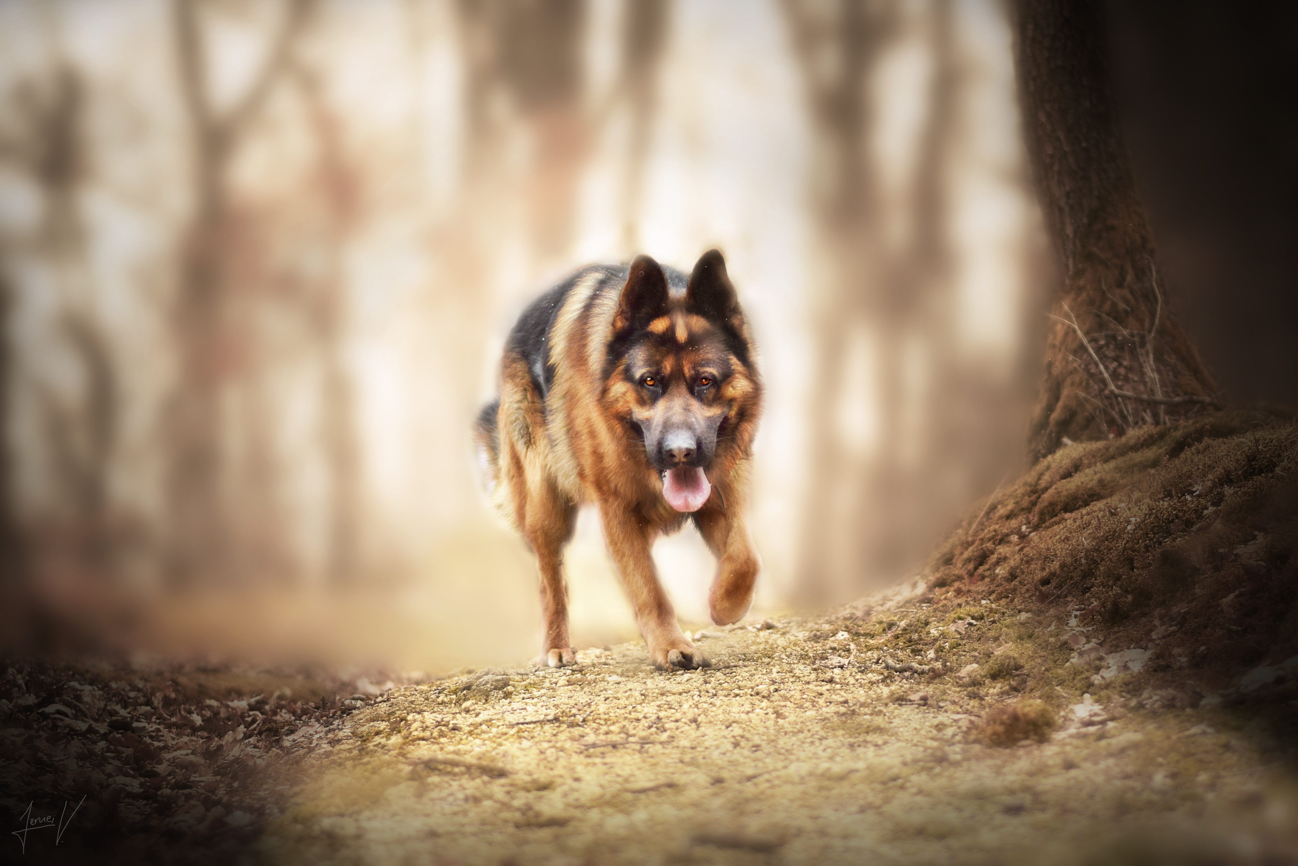 Download Depth Of Field Dog Animal