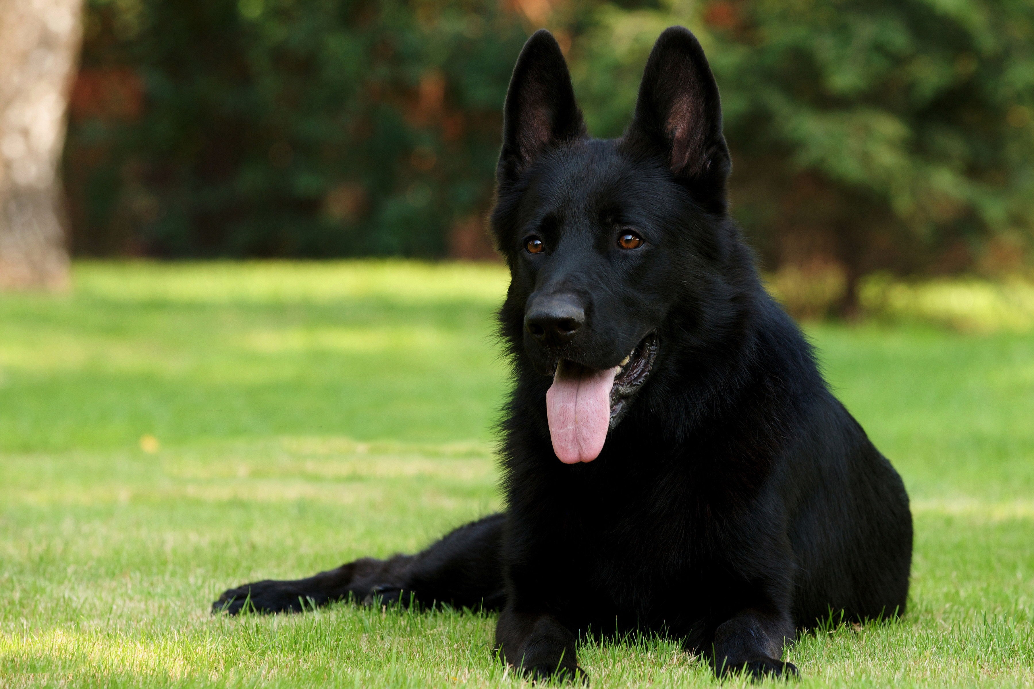 Download German Shepherd wallpaper
