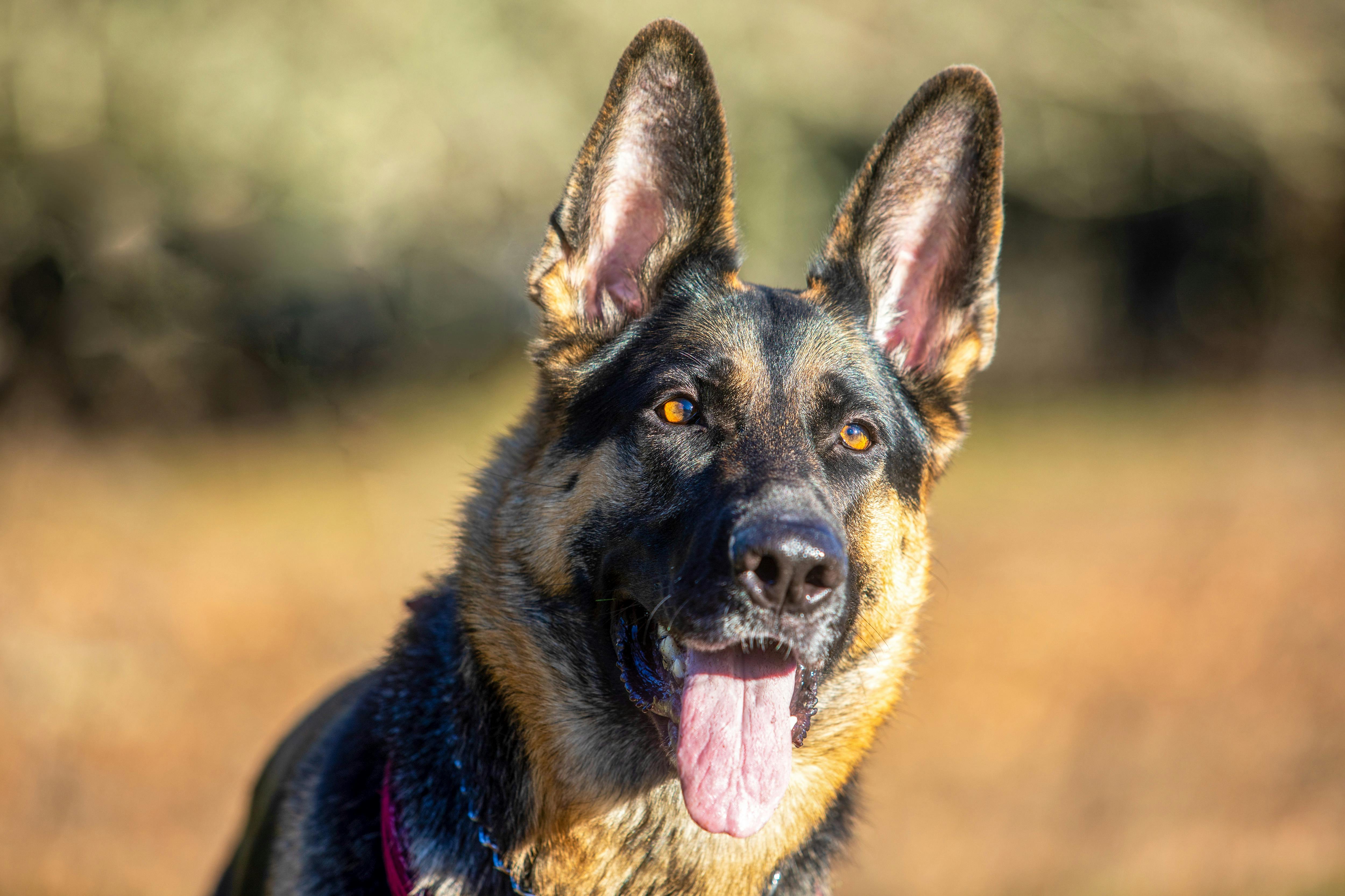 Beautiful German Shepherd · Free Stock