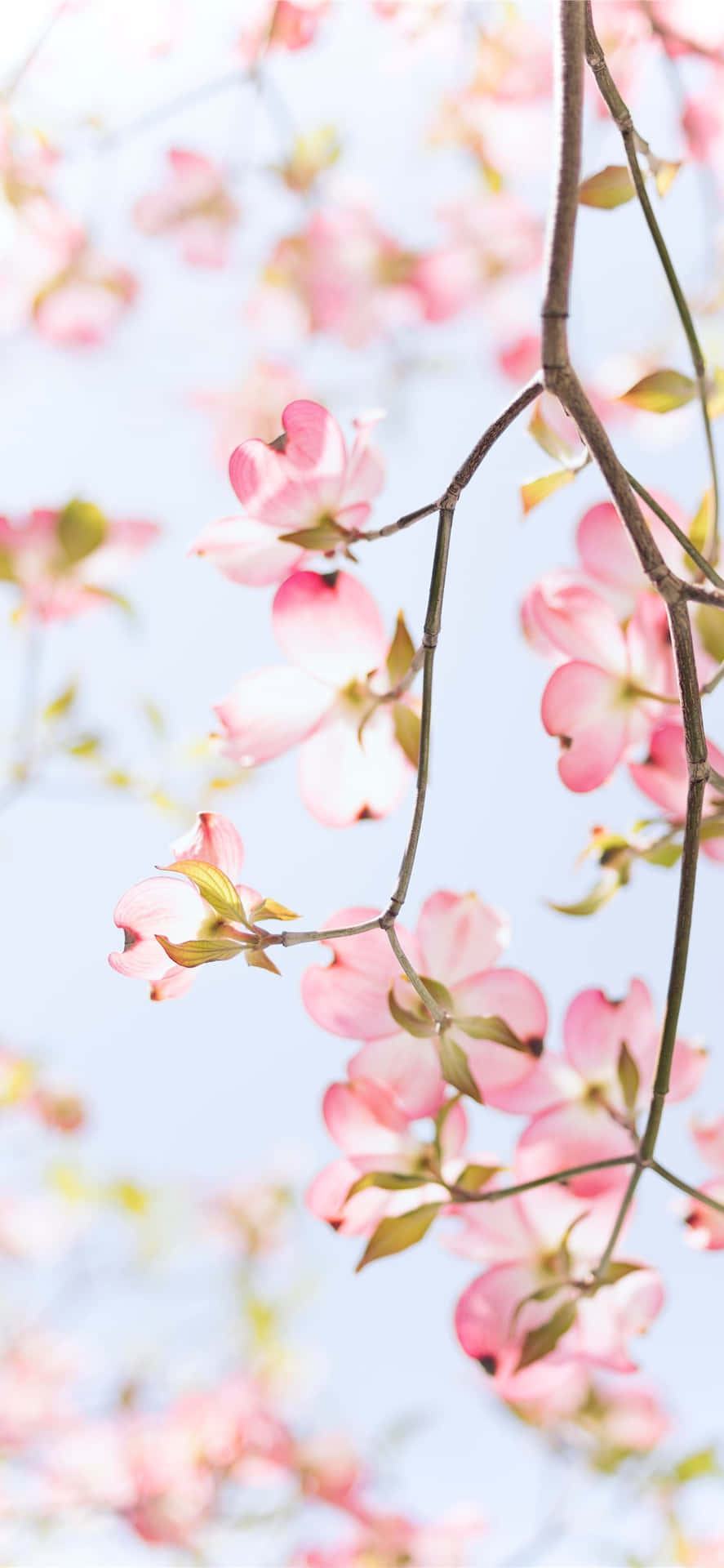 Light Pink Floral iPhone Wallpaper