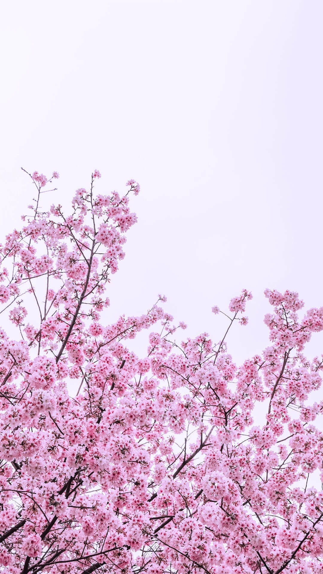 Spring Flower iPhone Wallpaper