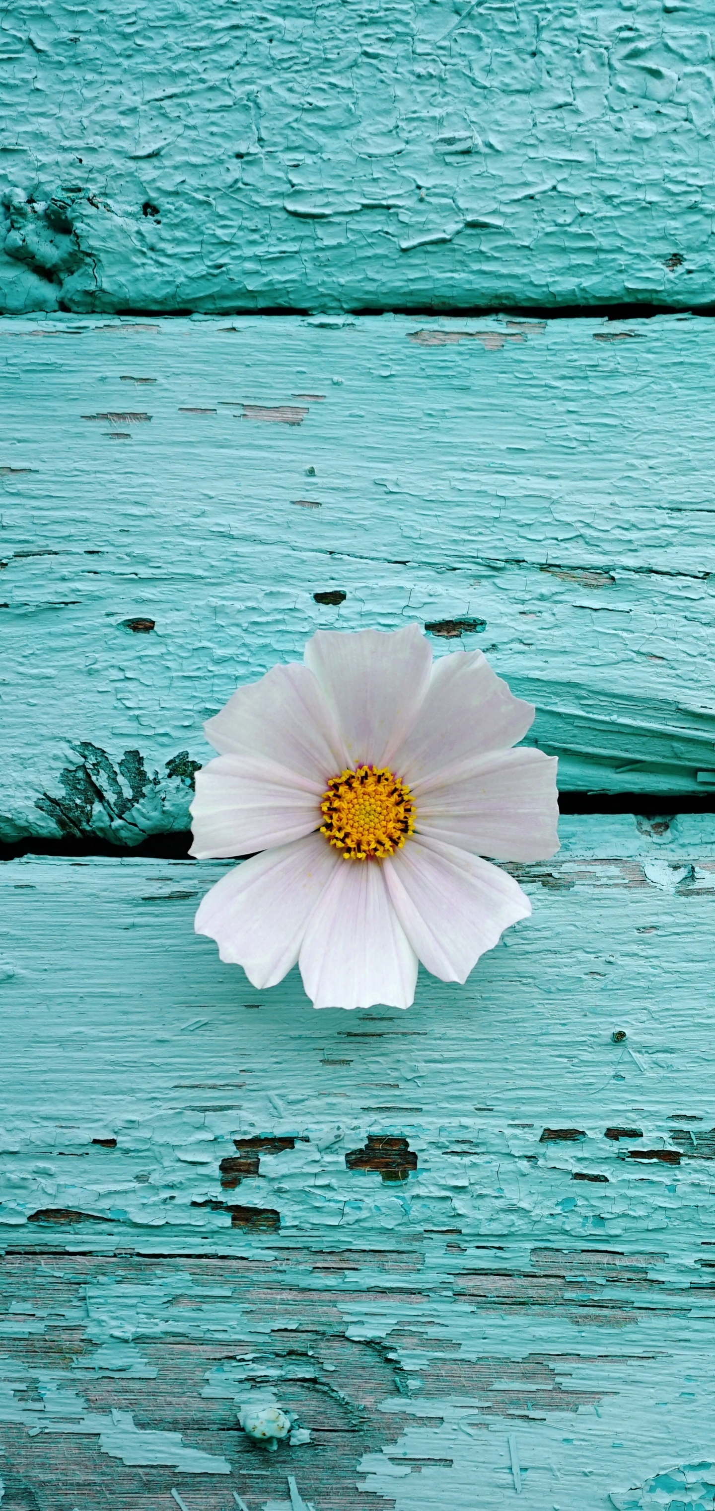 Mobile wallpaper: Flower, Cosmos, Man
