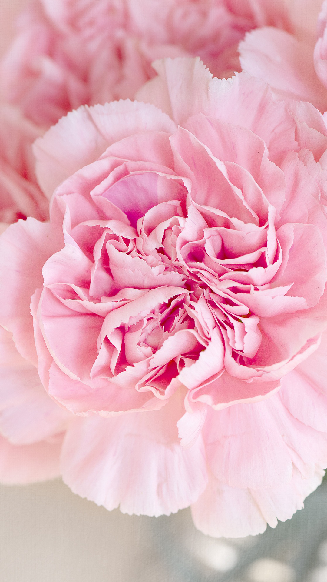 Pink Flower Wallpaper iPhone Home Screen