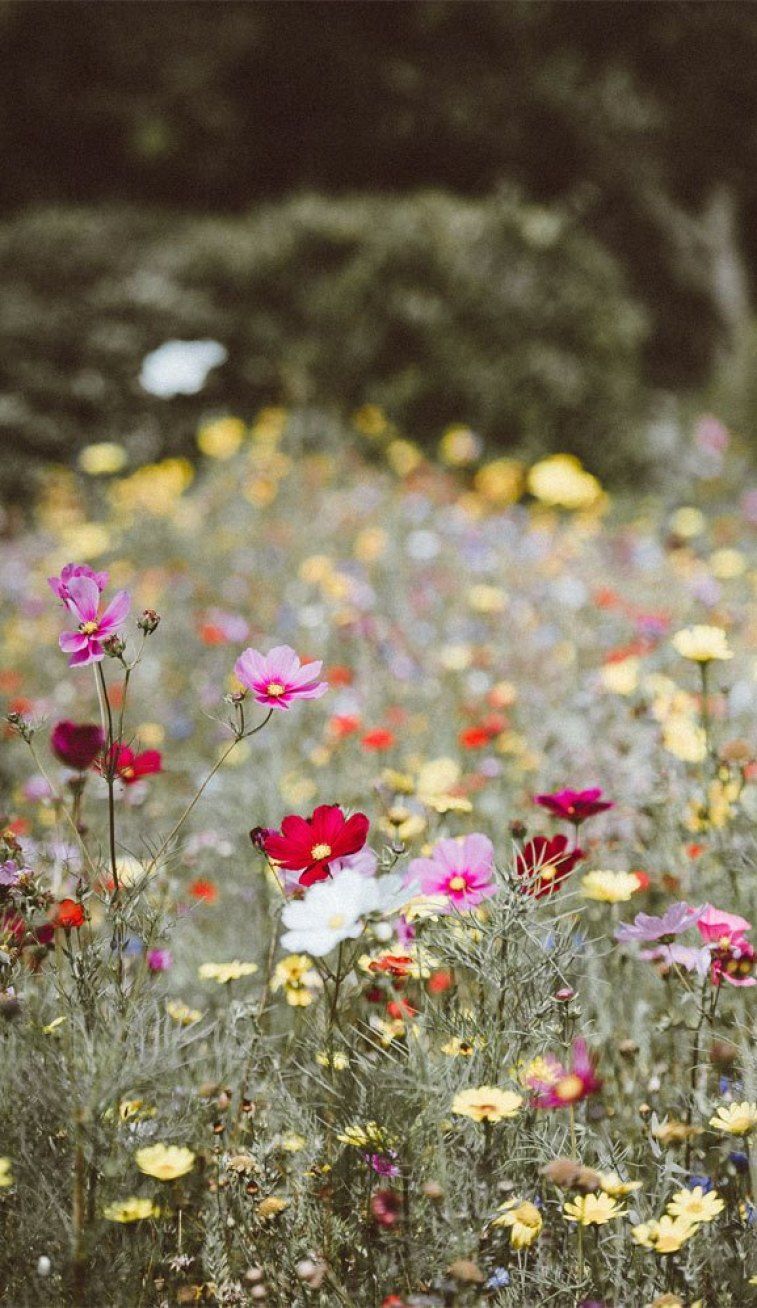 Wild Flowers #wallpaper #iphone