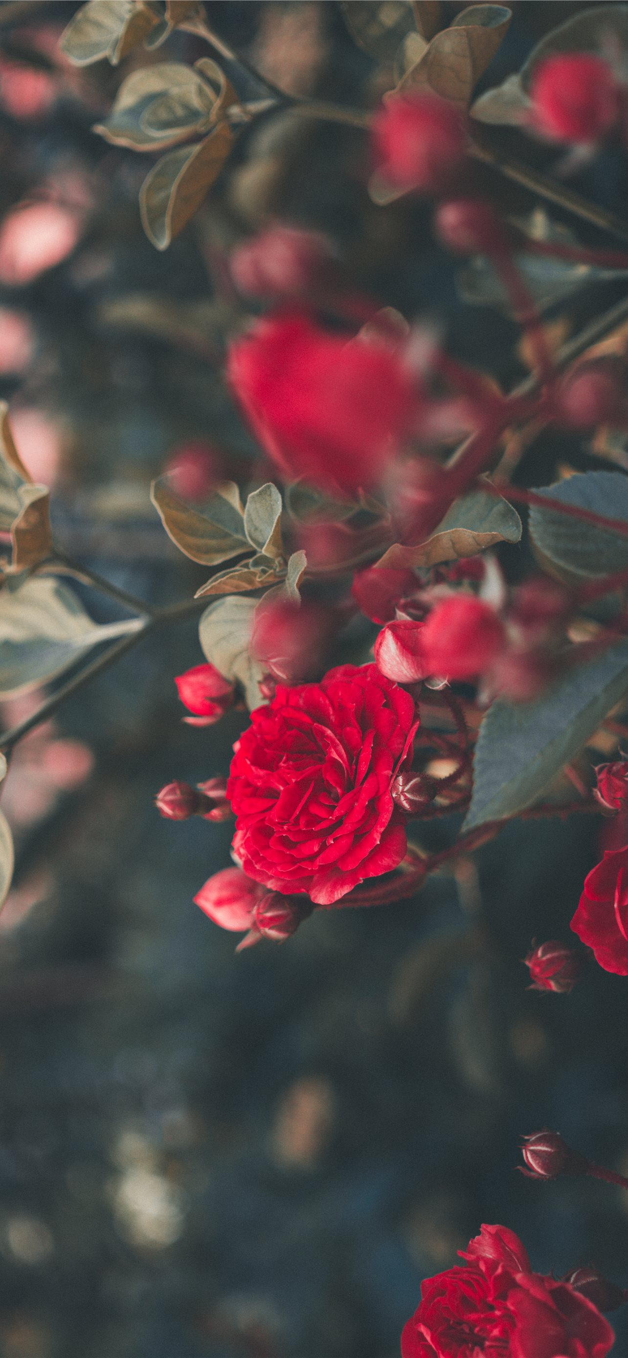 blooming red roses iPhone Wallpaper