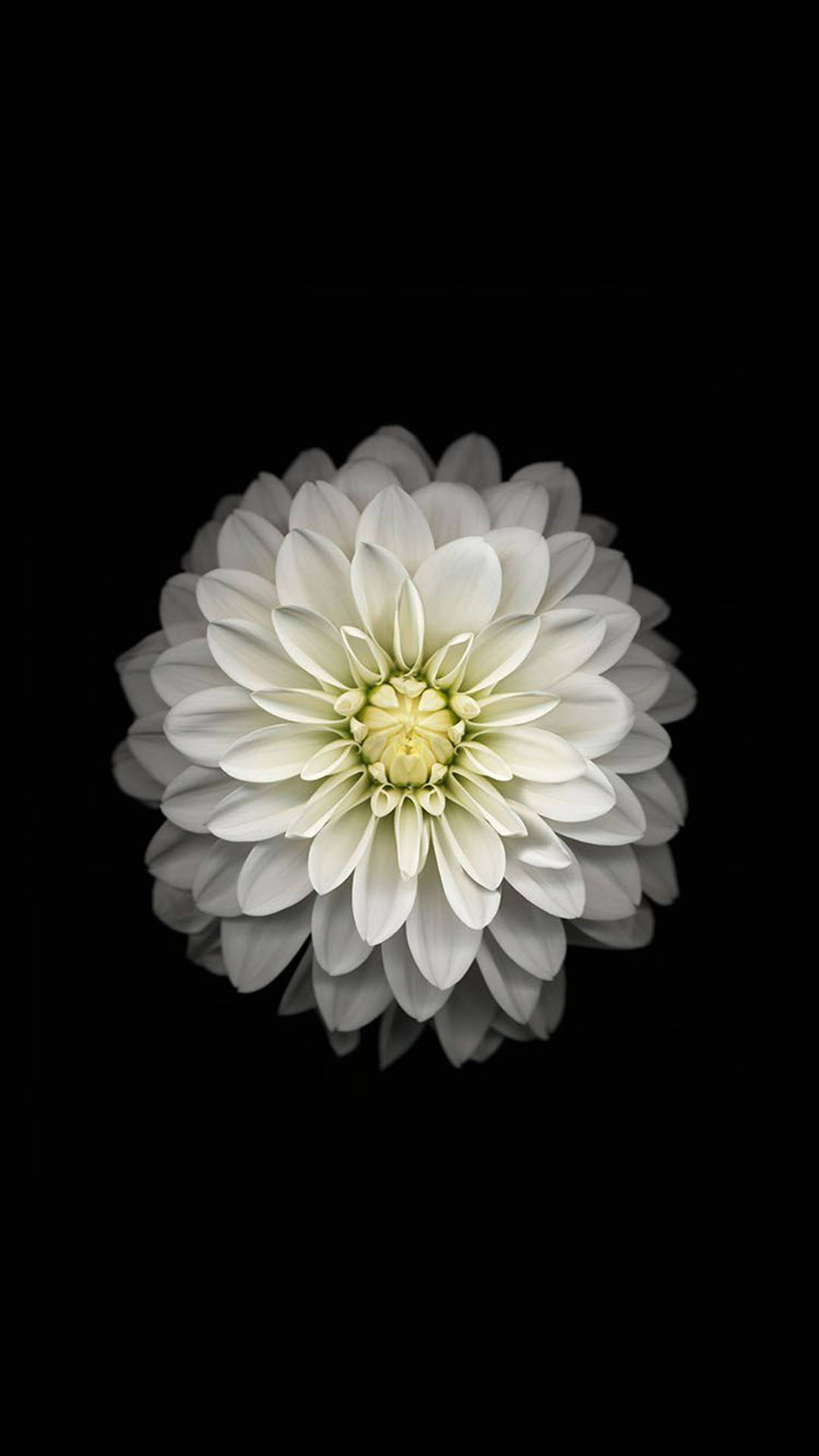 Download free White Dahlia Flower Apple
