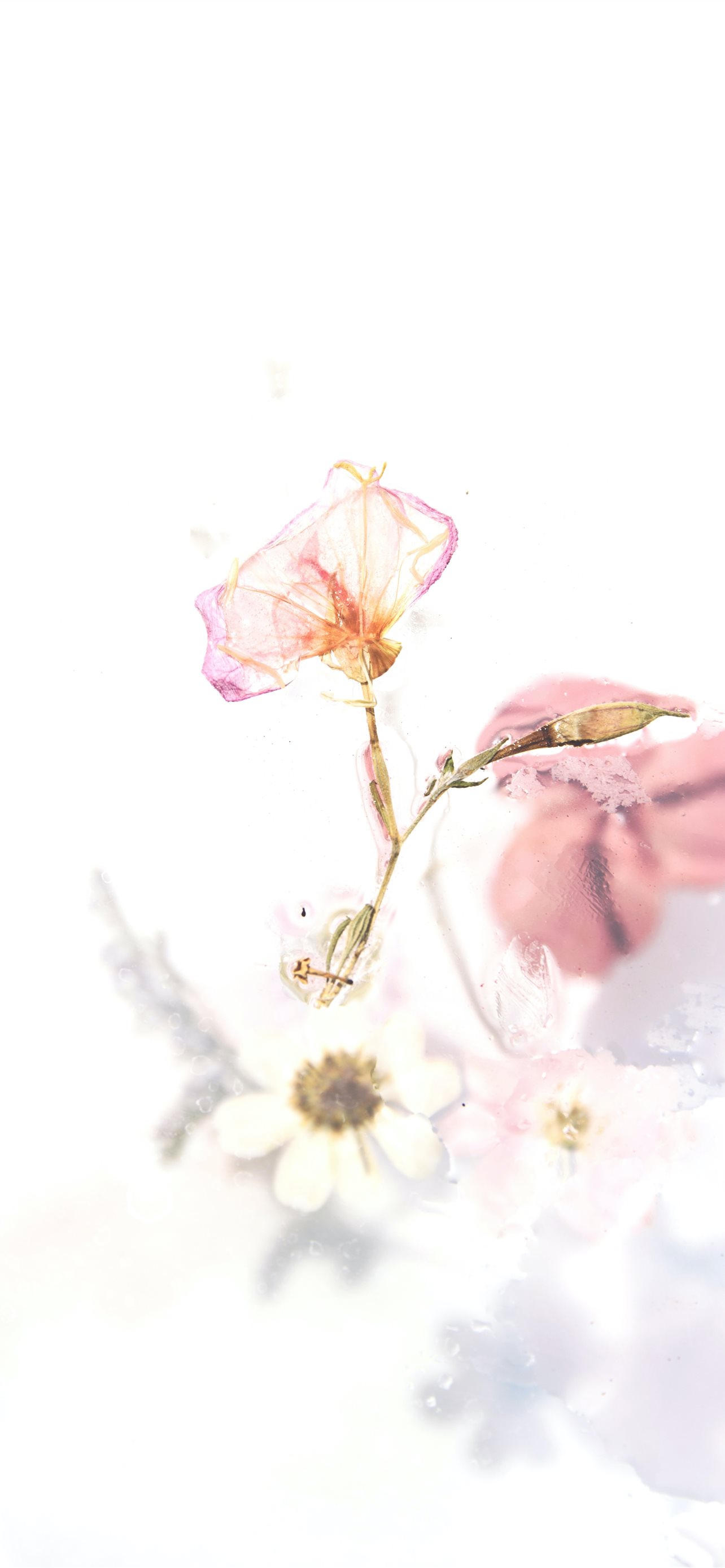 Best Floral iPhone HD Wallpaper