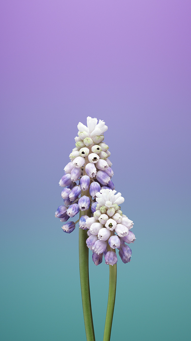 iPhone 6 wallpaper