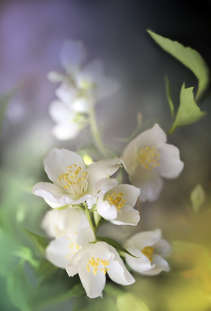 Flower Flowers Spring