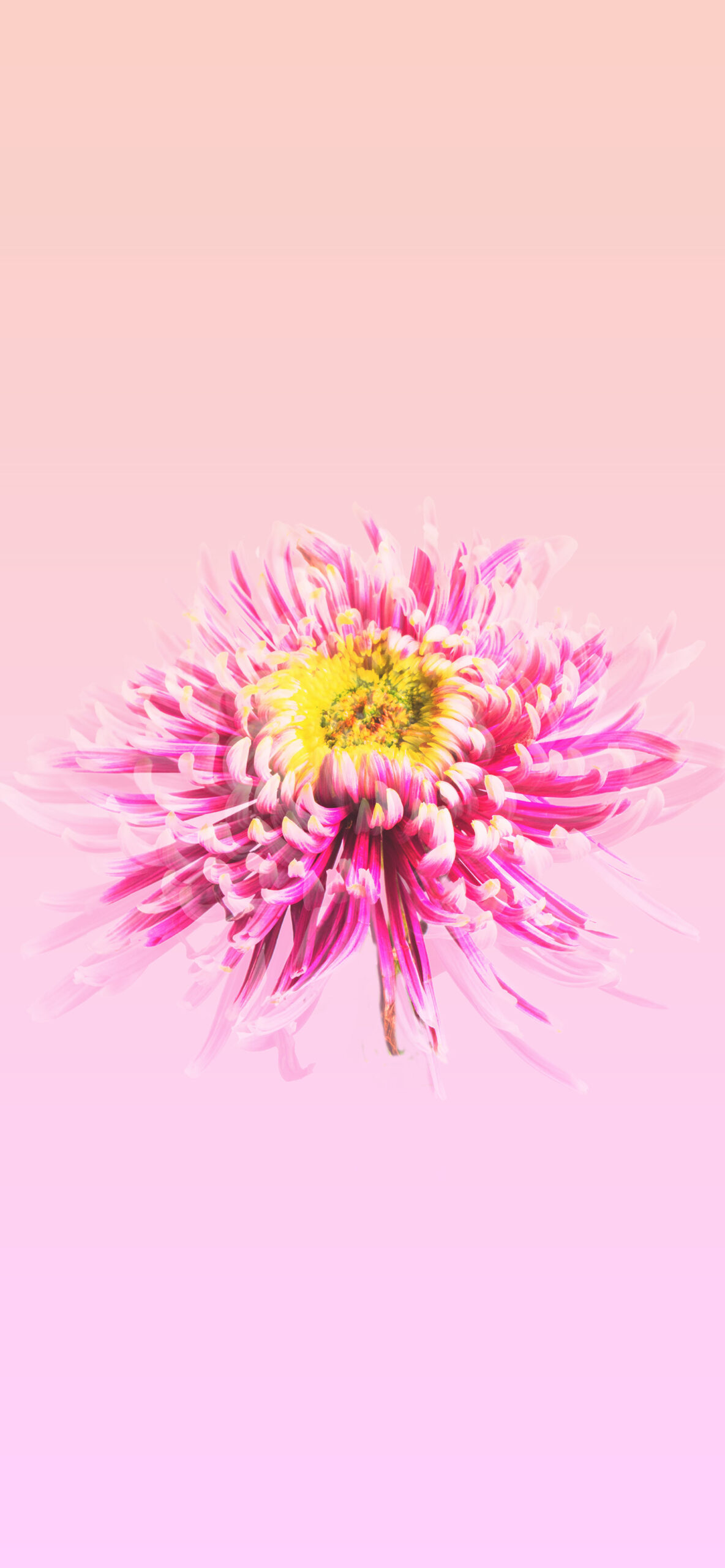 Flowers Wallpaper for iPhone 11, Pro