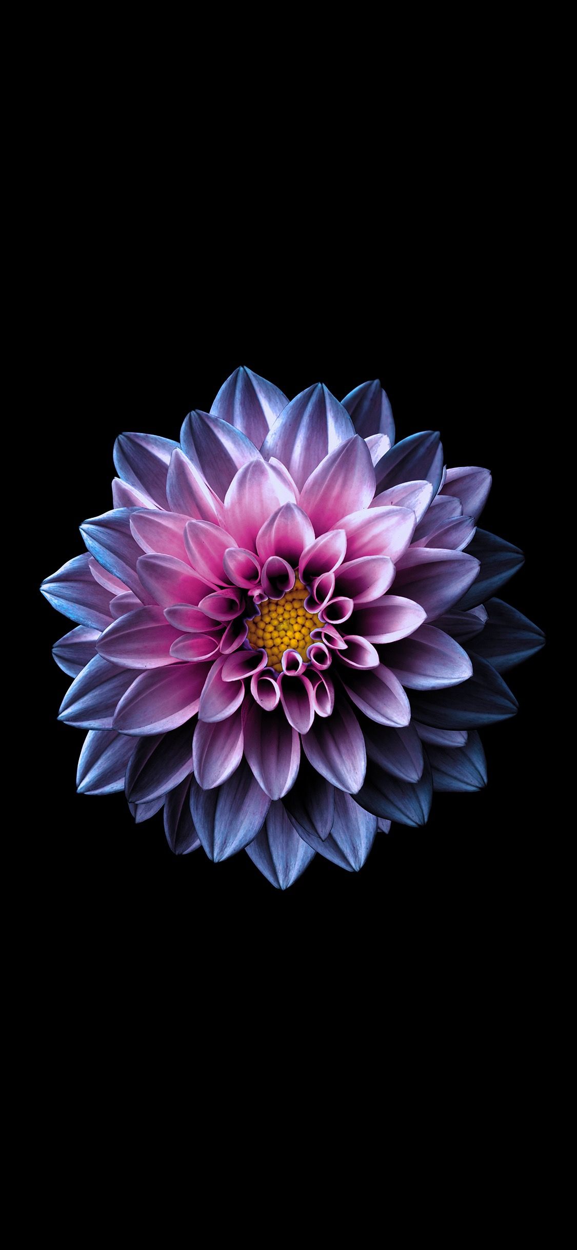 Flower iphone wallpaper, Flower