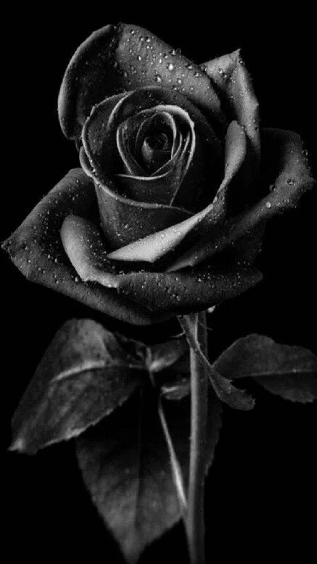 Bacarra Black Rose iPhone Wallpaper
