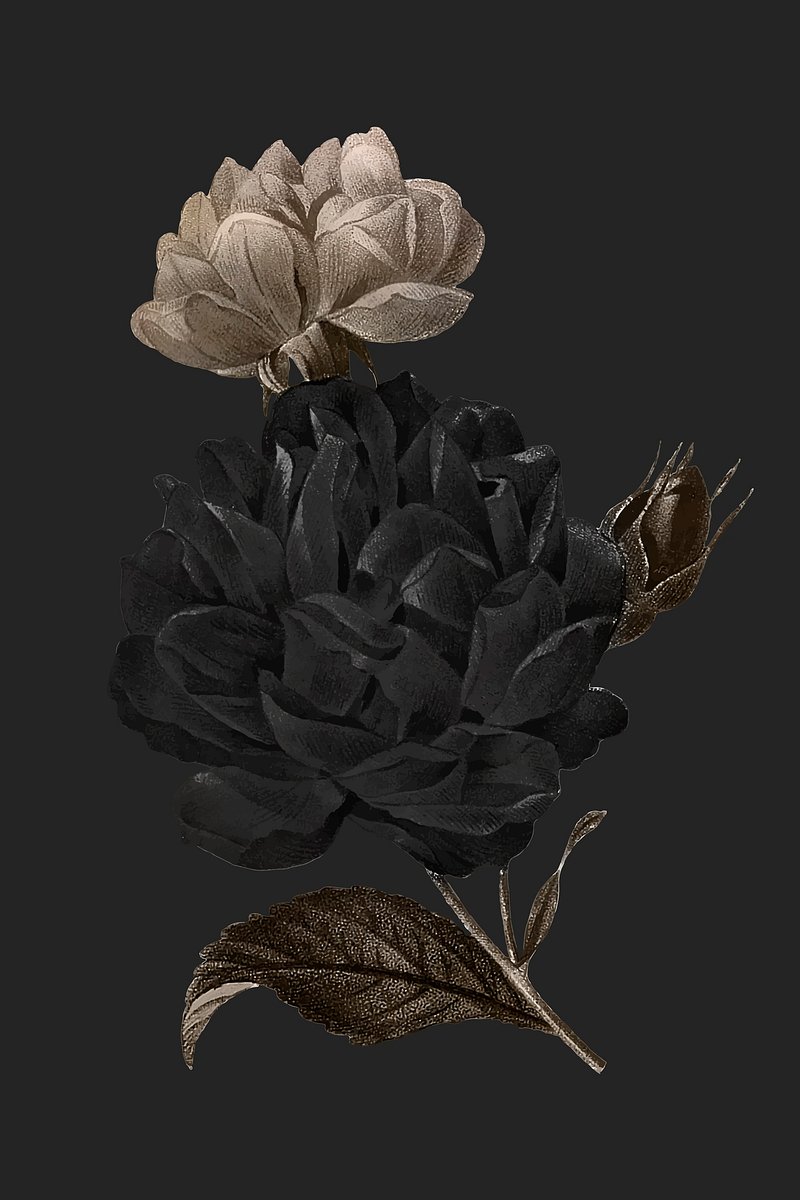 Black Rose Image. Free Photo, PNG