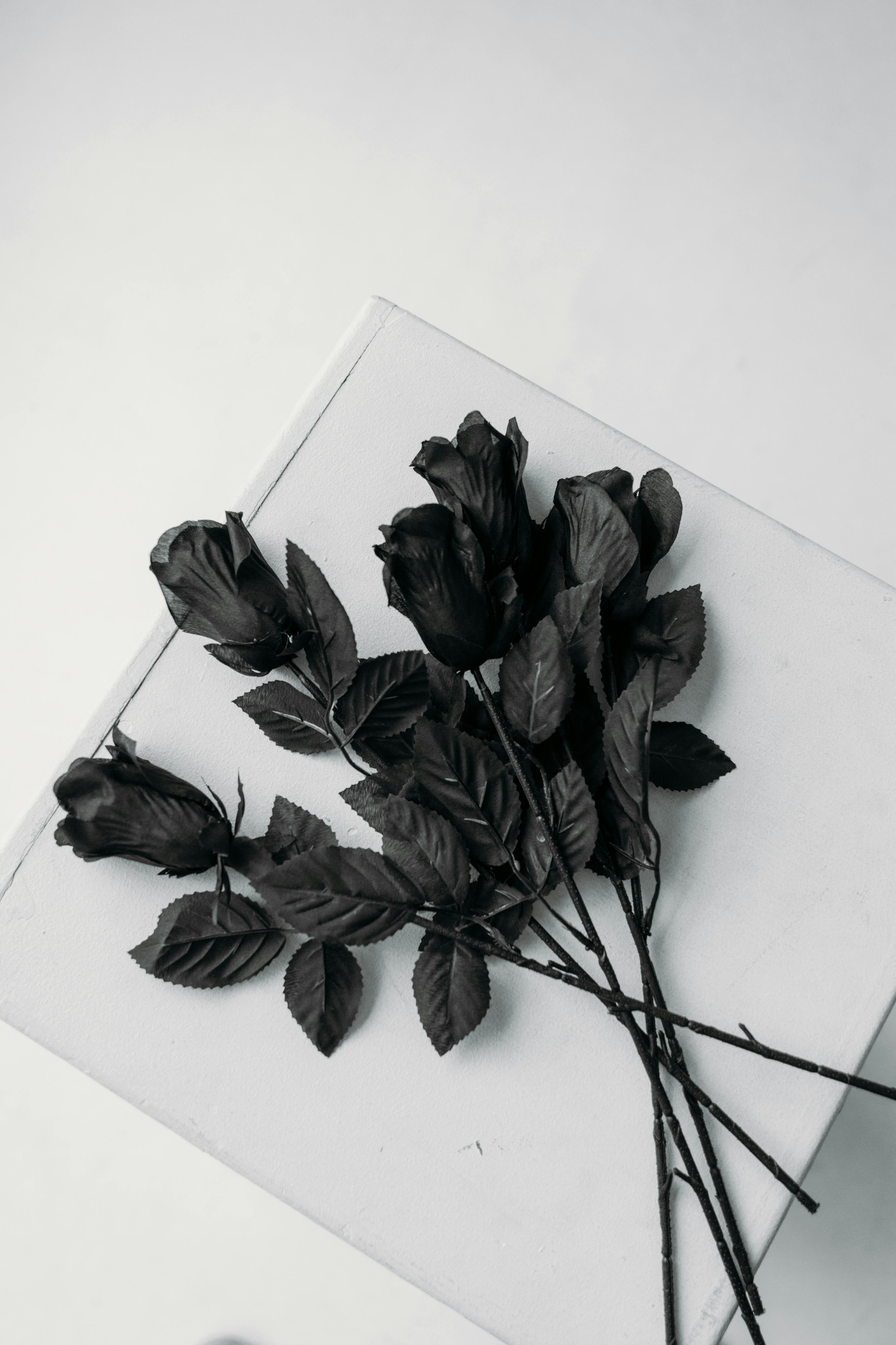 Black Rose Photo, Download The BEST