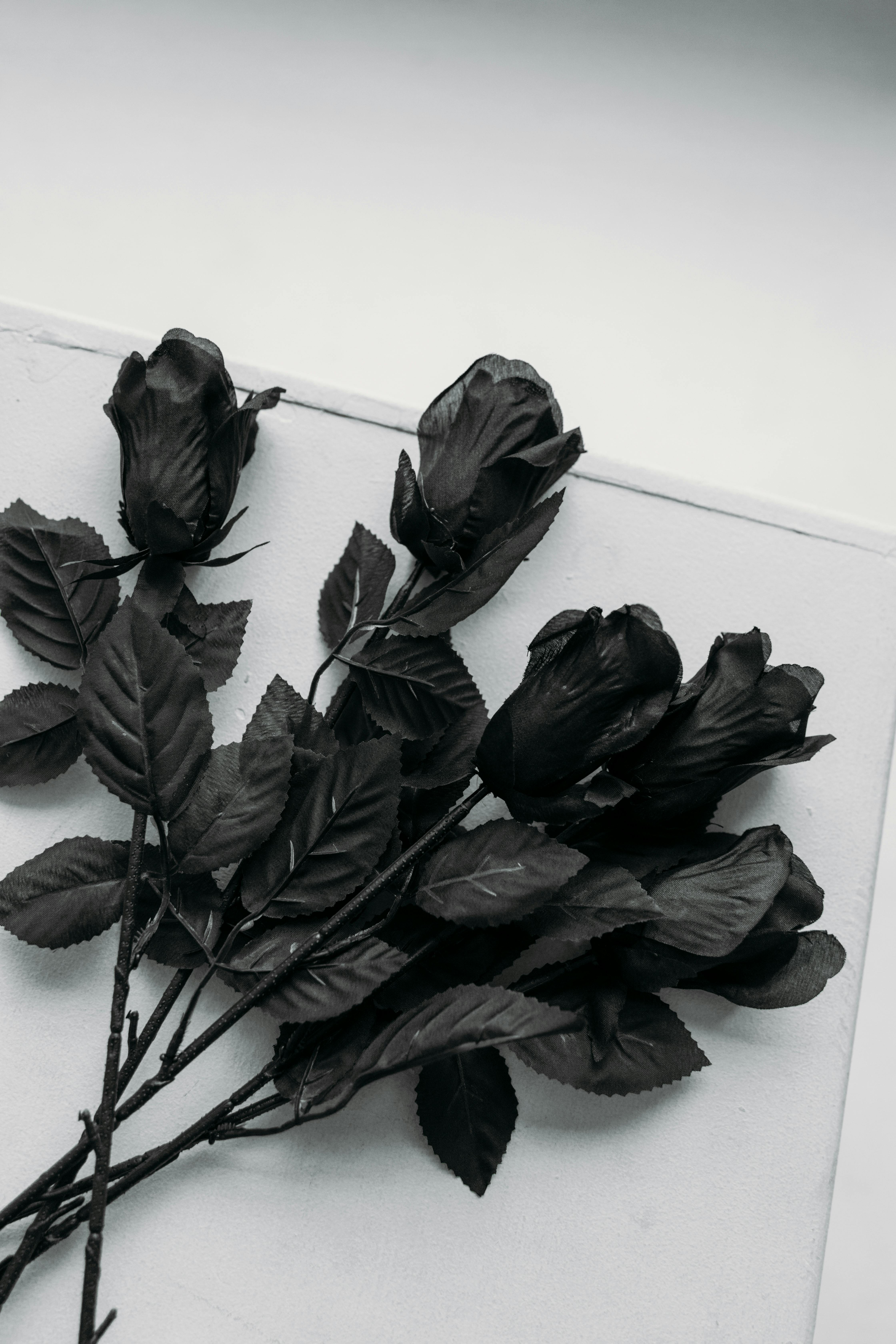 Black Rose Photo, Download The BEST