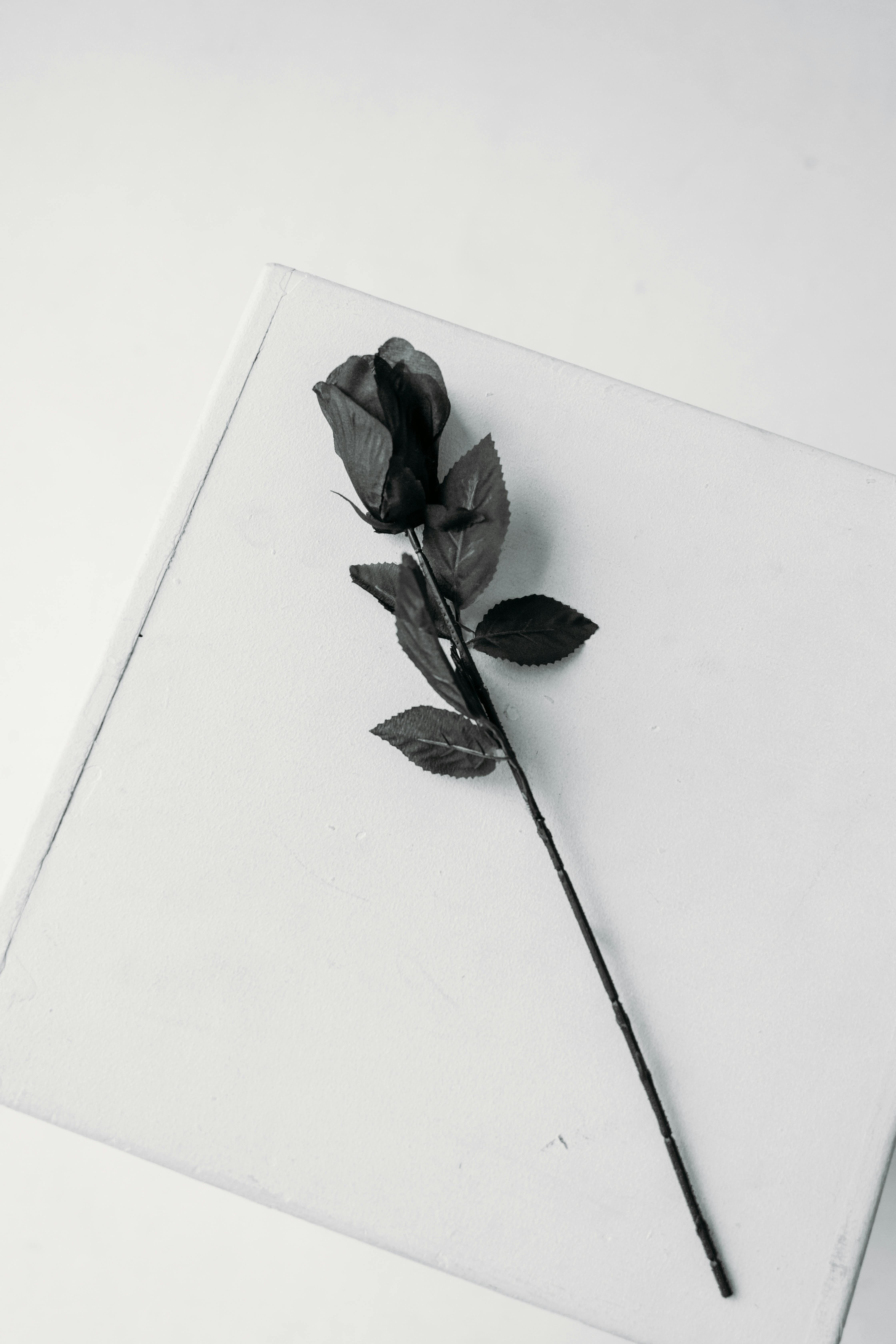 Black Rose Photo, Download The BEST