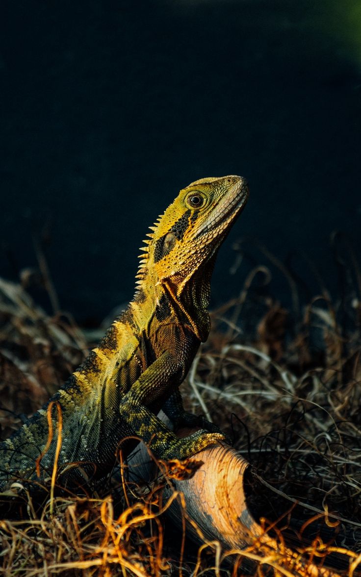 Wallpaper green reptile waterdragon lizard