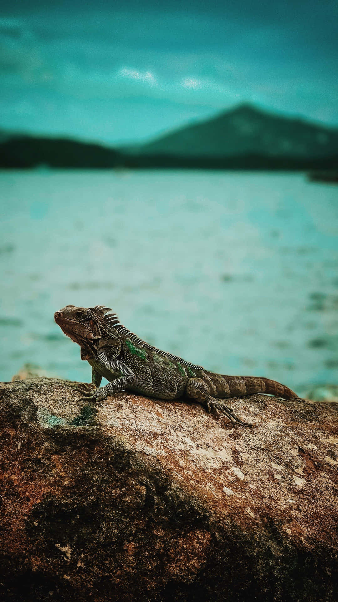 Download A Lizard Sitting On A Rock