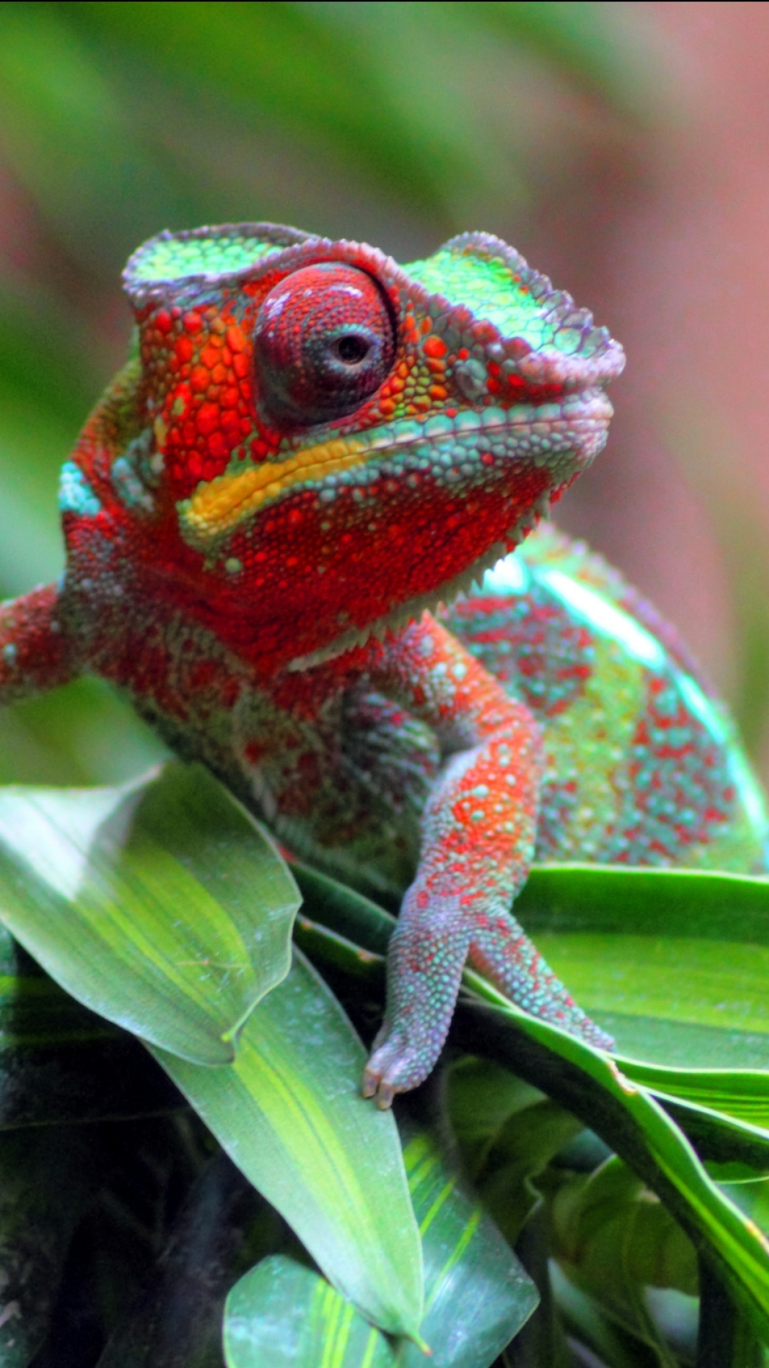 Chameleon iPhone Wallpaper