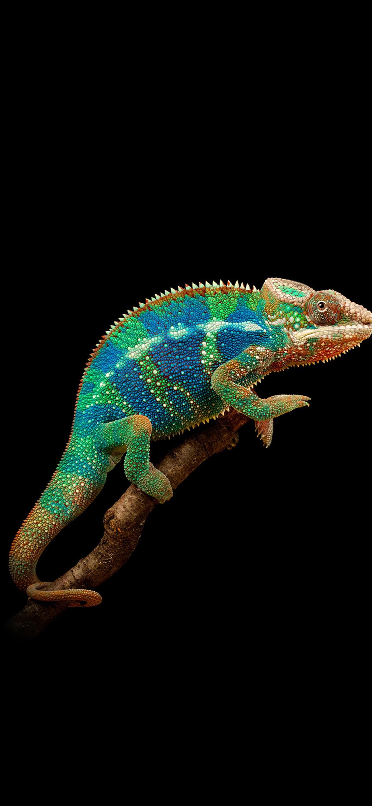 Best Chameleon iPhone HD Wallpaper